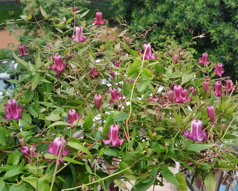 Clematis【Princess Red】- LivePlant｜绯红公主｜Purple-Pink Bell-Shaped Blooming｜