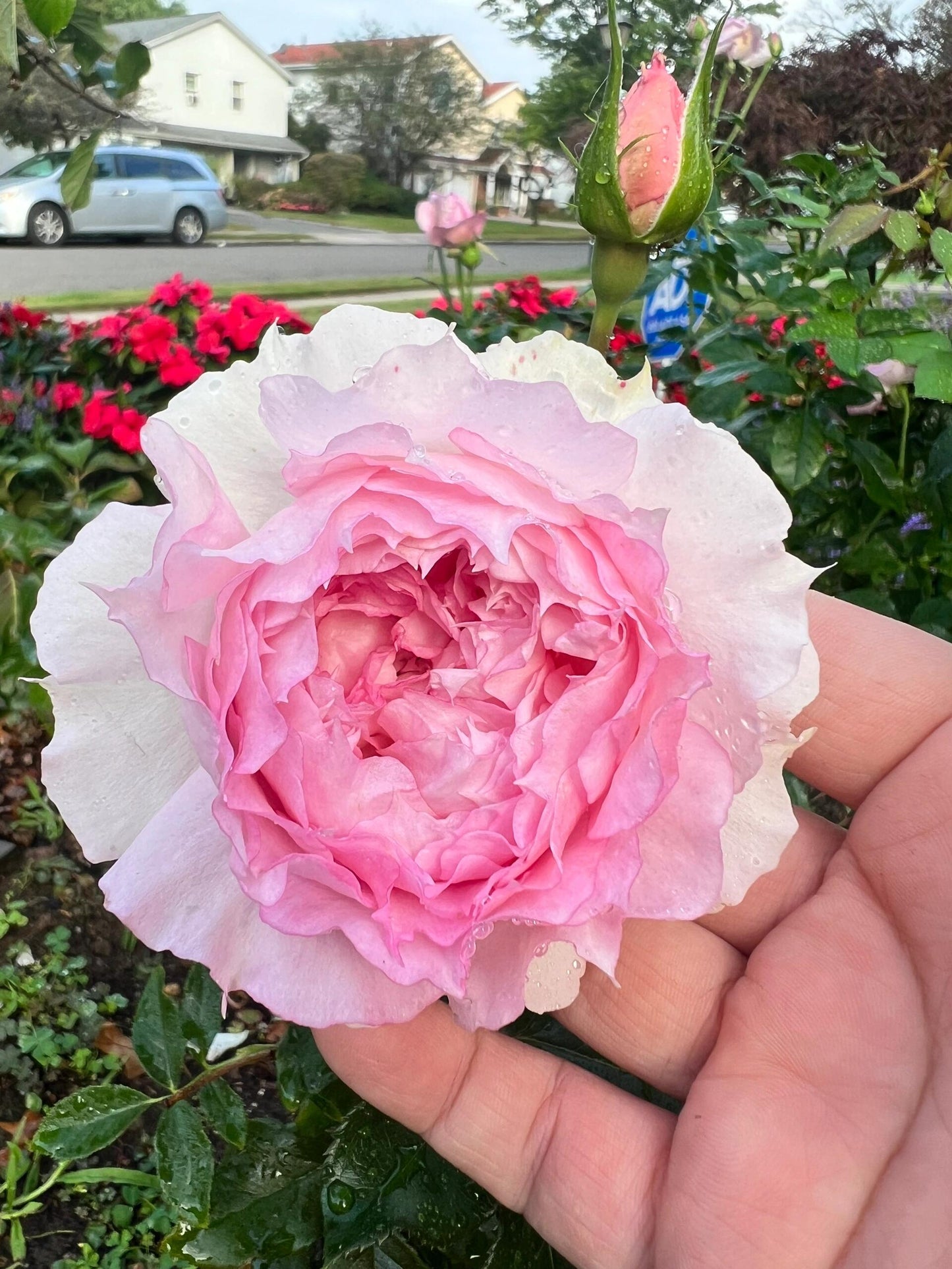 Rose【Misty Moon｜Rong Rong Yue】- OwnRoot LivePlant｜溶溶月｜TianLang  New Variety 2022｜Heat Resistant| Redolent| Floribunda Rosa| Balcony