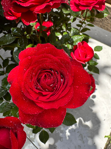 Rose【Red Velvet】- 1.5 Gal OwnRoot Live Plant｜ 红丝绒｜