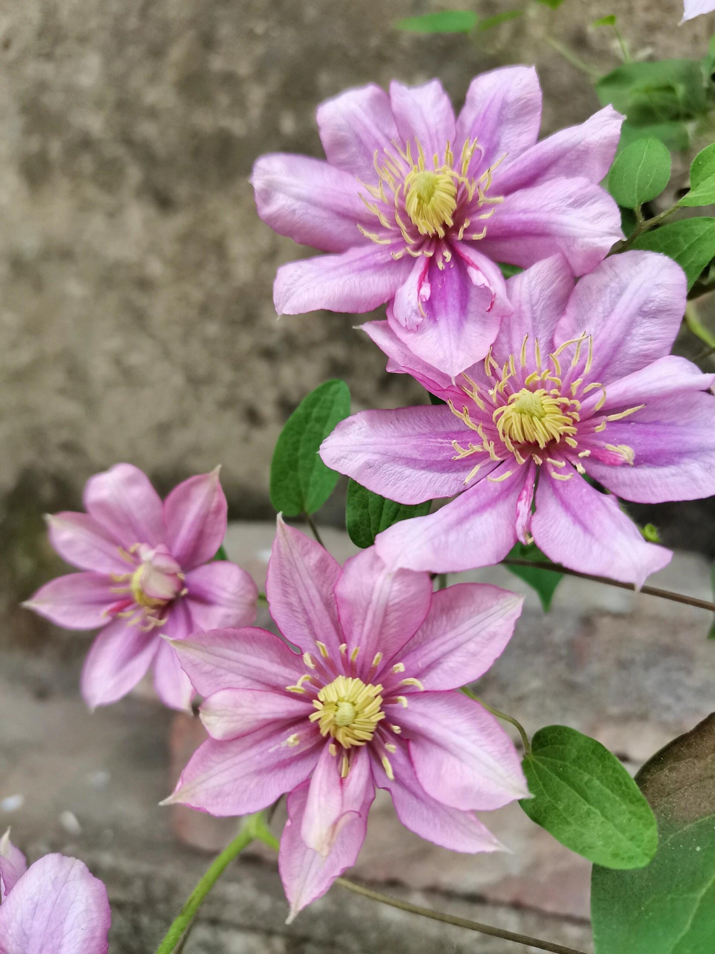 Rare Rare Clematis【Paradiso】-LivePlan｜天堂｜帕拉迪索| Double-flowered| Cold Hardy| Perennial| Pollinator Friendly| Low Maintenance| Easy 2 Grow