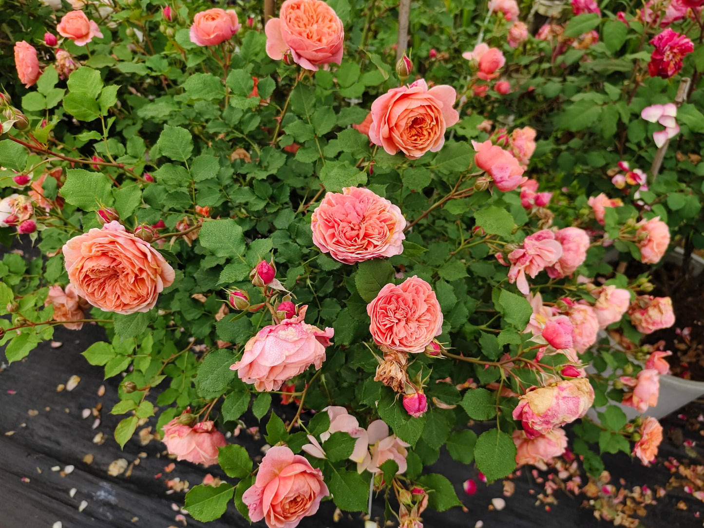 Rose【Silk Road｜シルクロード】- Japanese New Variety 2022｜丝绸之路 | Takunori Kimura｜Small Climbing & Shrubs| Excellent Resistance| Redolent