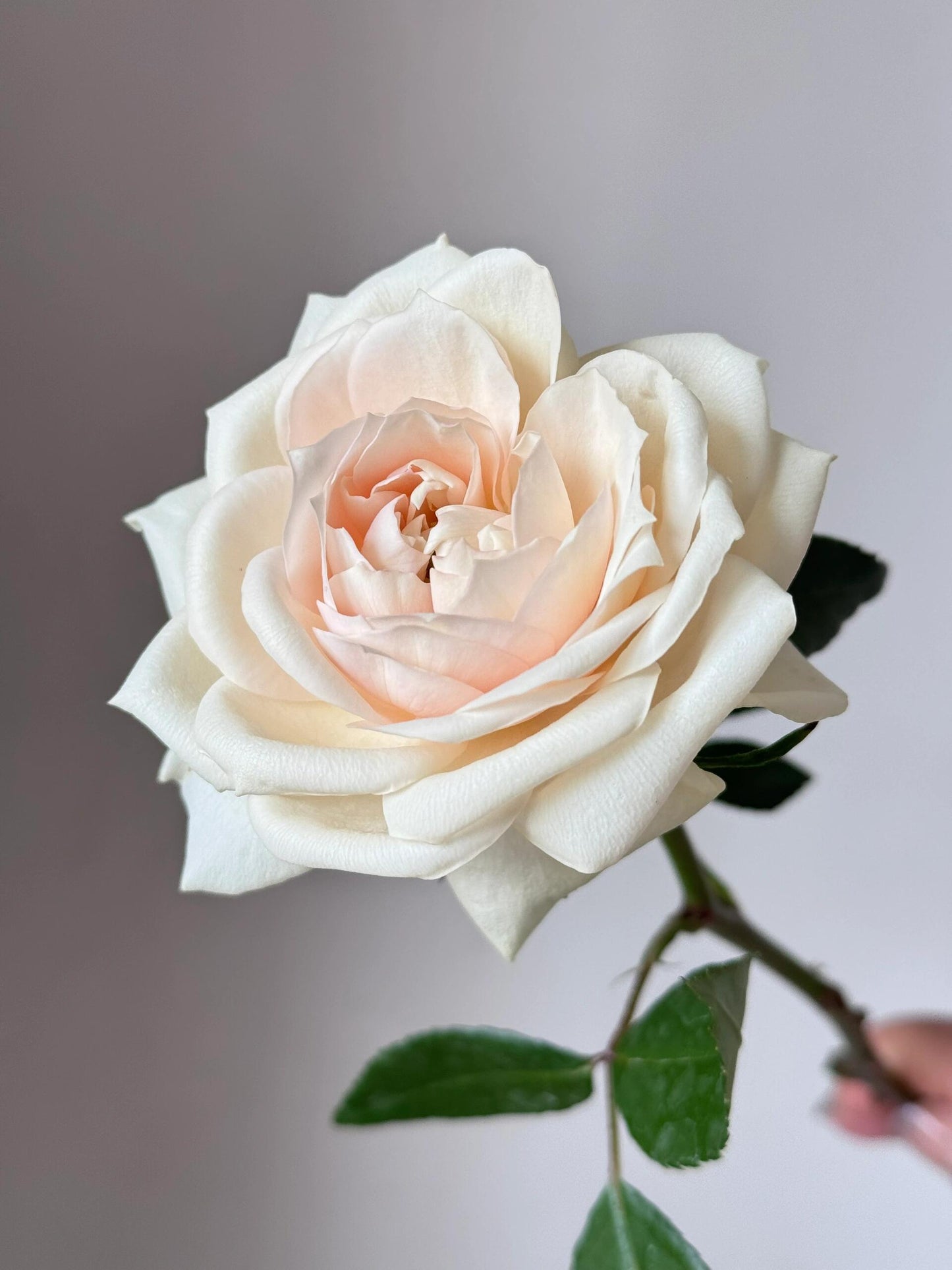 Rose【Royal Diva】- 1.5Gal OwnRoot LivePlant｜皇家迪瓦｜歌剧皇后｜Fru Nerby｜Strong-scented blooms