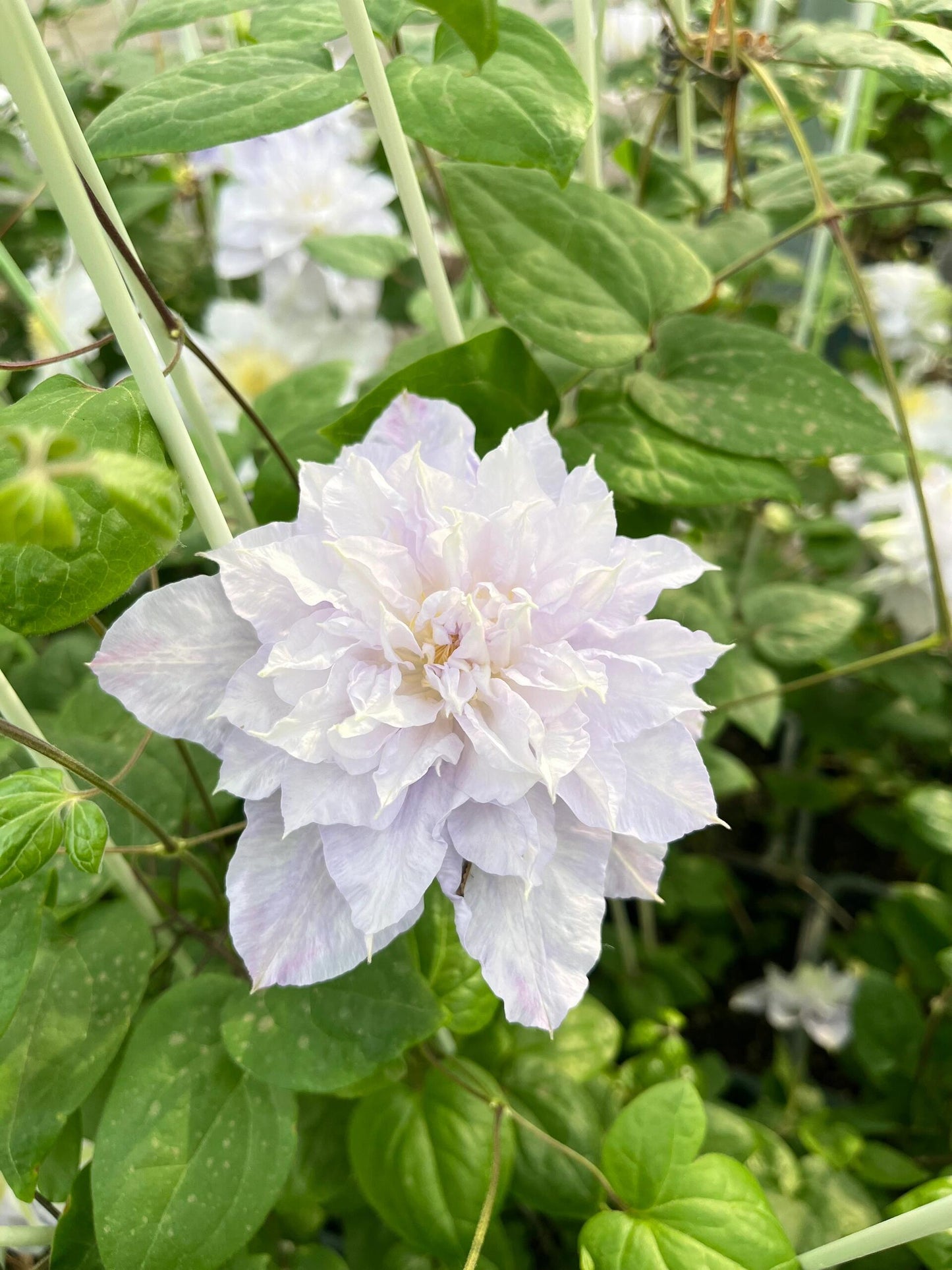Clematis【Veronica's choice】- LivePlant｜维罗妮卡的选择｜Fairy Double Clematis｜Gradient