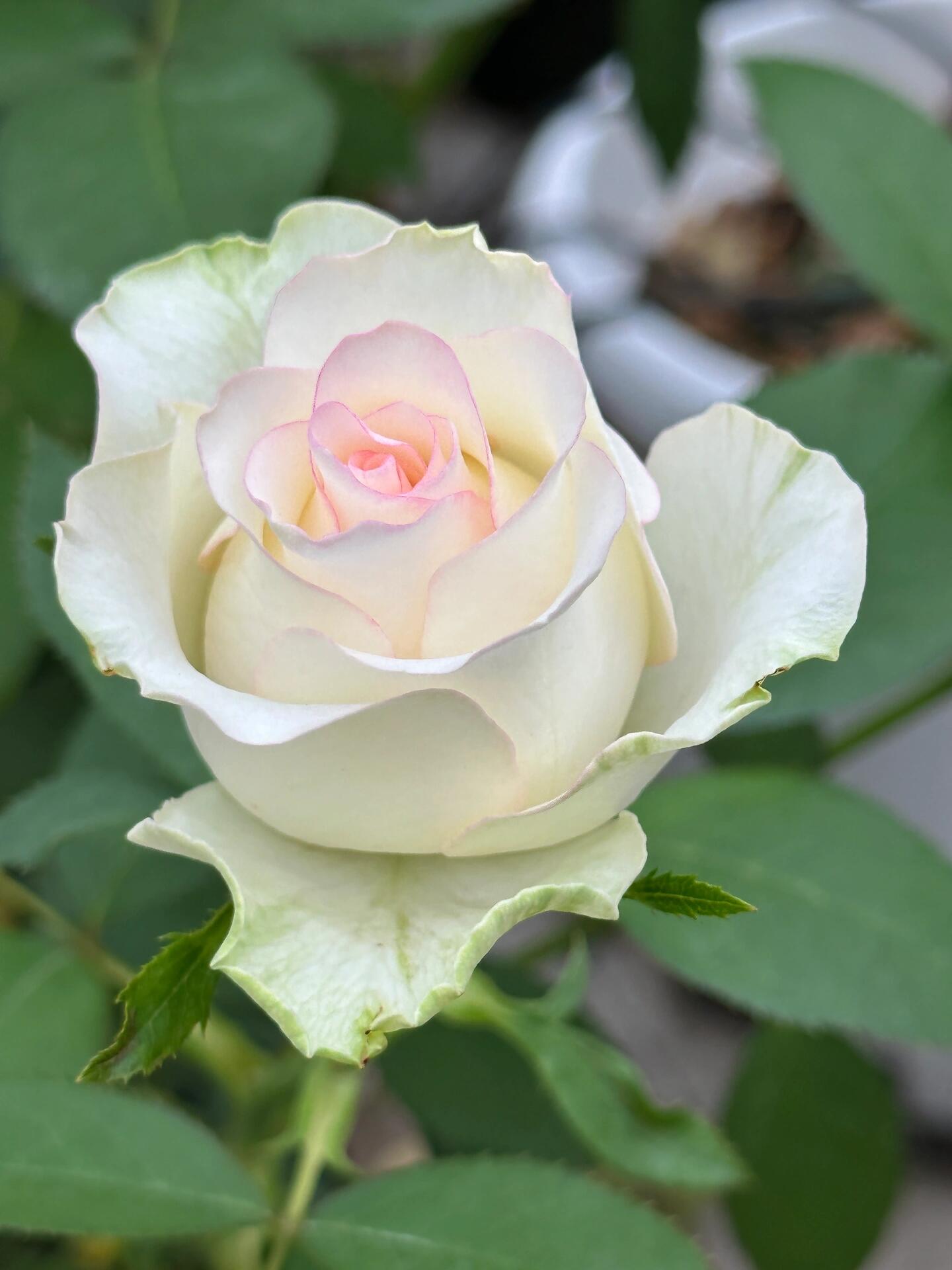 Rose【White Jumilia】- 1.5 Gal OwnRoot Live Plant｜白艾莎｜Sport varieties of the Jumilia rose｜Perfect New variety