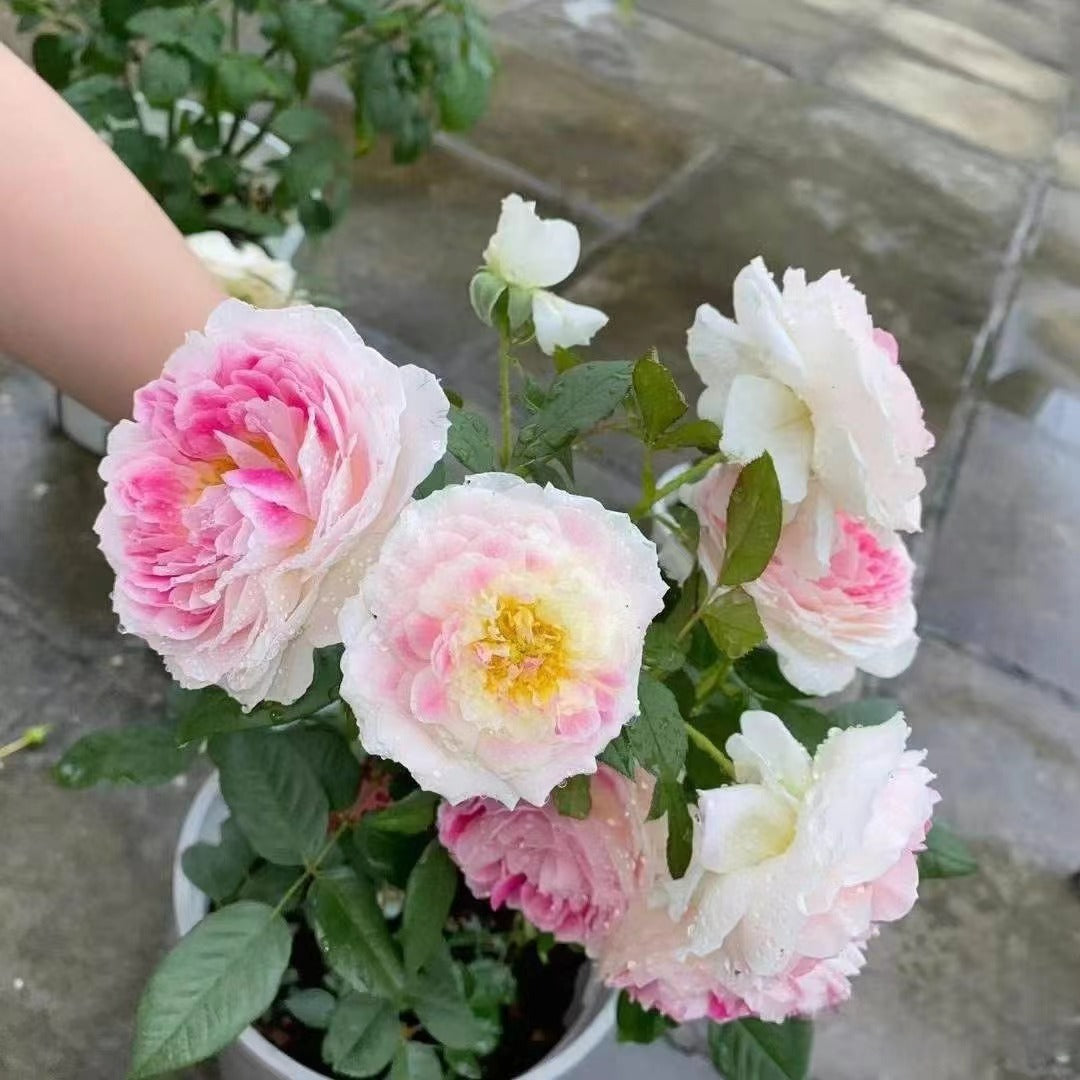Rare Rose{Holiday Island Guernsey} 1.5 Gal OwnRoot 根西 | Stripes| Fragrance |Large Bloom| Strong adaptability | Long Flowering|Rain-Resistant
