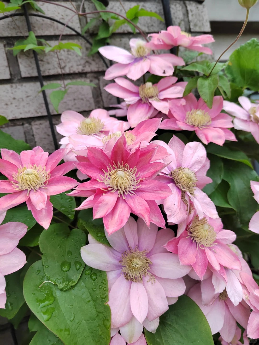 Clematis 【Little Mermaid】- 9P LivePlant| 小美人鱼