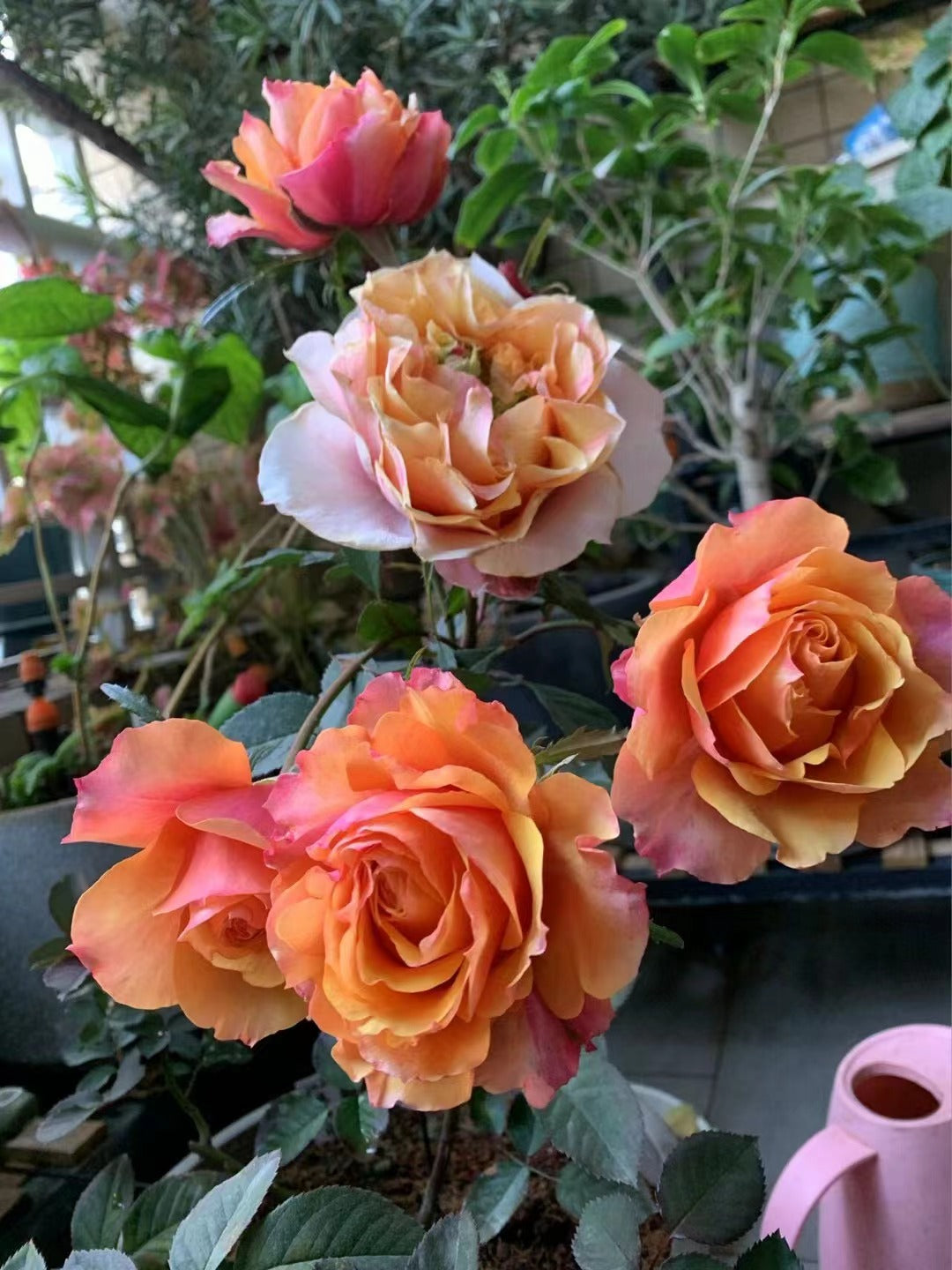 Rose【El Paso Forever】- 2 Gal Own Root LivePlant｜Award-winning| Thornless | 艾帕索| Heat Resistant| Denmark Rosa| Large Flower| Floribunda Rose