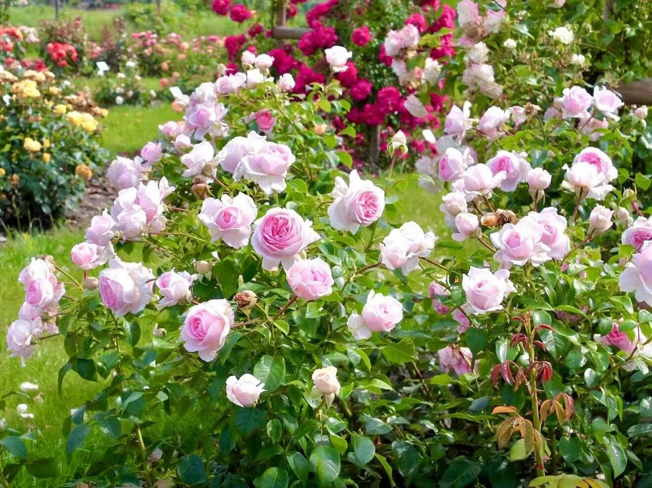 Rose【Wellenspiel】KORwimcres - 1.5 Gal Own Root LivePlant｜Award-winning| Prolific blooming| 仙女泉| Tallulah| Rain Resistant| Exquisite