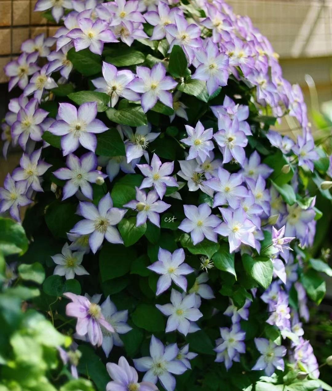 Popular Clematis【Lucky Charm| お守り】- 9P Liveplant｜Dutch Variety| 幸运符| Heat Tolerant| Florida Group|