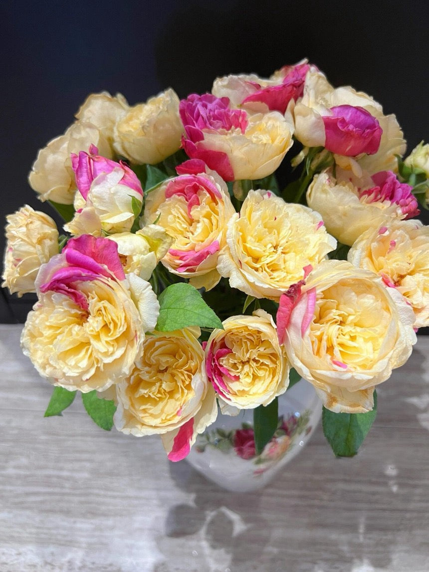 Rose【Fugetsu｜ふうげつ】-Surprise Rosa|  风月| Heat Resistant| Abundant Blooming| Less Thorns| Surprise rose| 風月| Balcony Rose