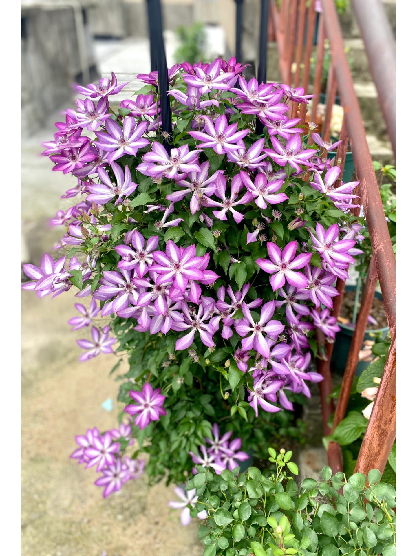 Clematis【Lizard｜トカゲ 】- LivePlant｜蜥蜴| Large Flowering| Cold Hardy| Fast-Growing| Flower Waterfall| Perennial| Pot Friendly| RareVine| Archway