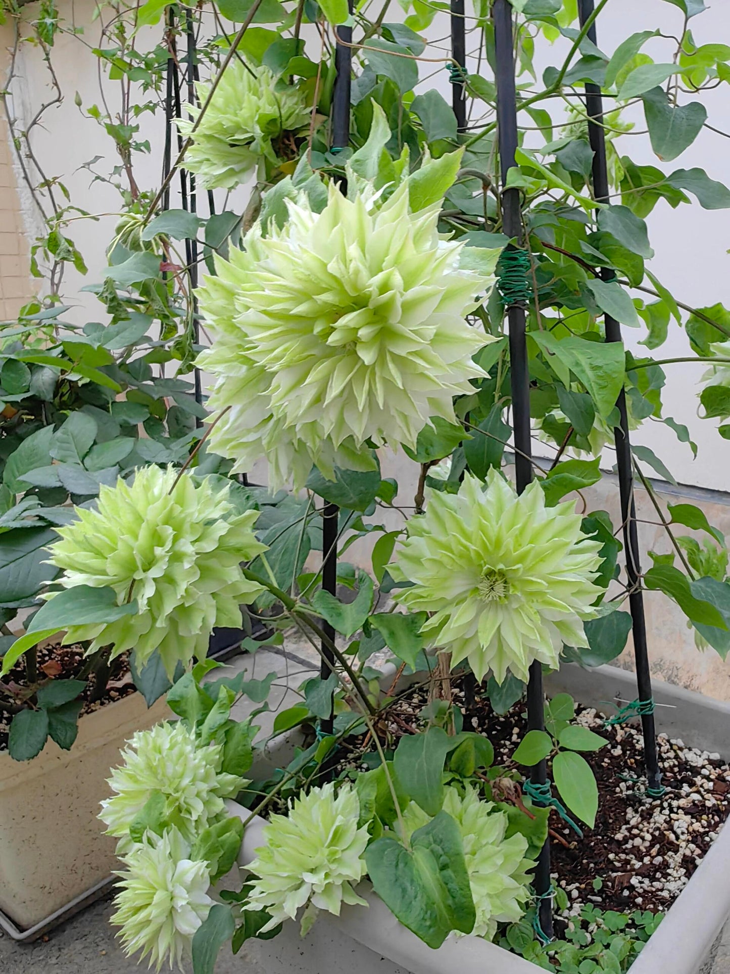 Clematis - 【Sen no kaze|千の風】10P LivePlant| Tetsuya Hirota| 风之森林| Cold Hardy | Rare Double-flowered|