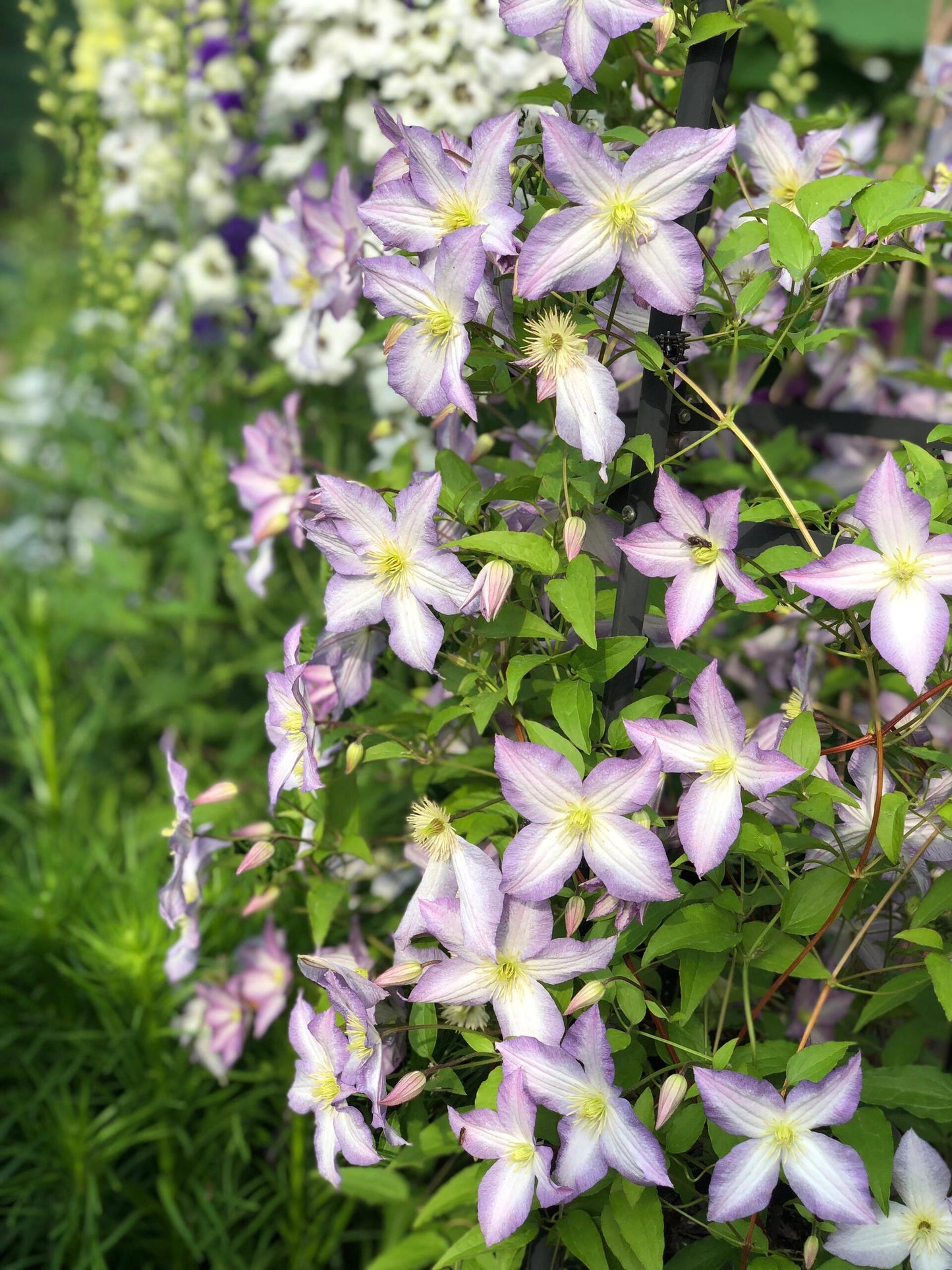 Clematis【Blue Angel| あおてんし】-Live Plant｜蓝天使| Rare Pleated Petals| Easy 2Grow| Hardy| Large Flowering| Strong Growth| Pot Friendly| Shade Vine