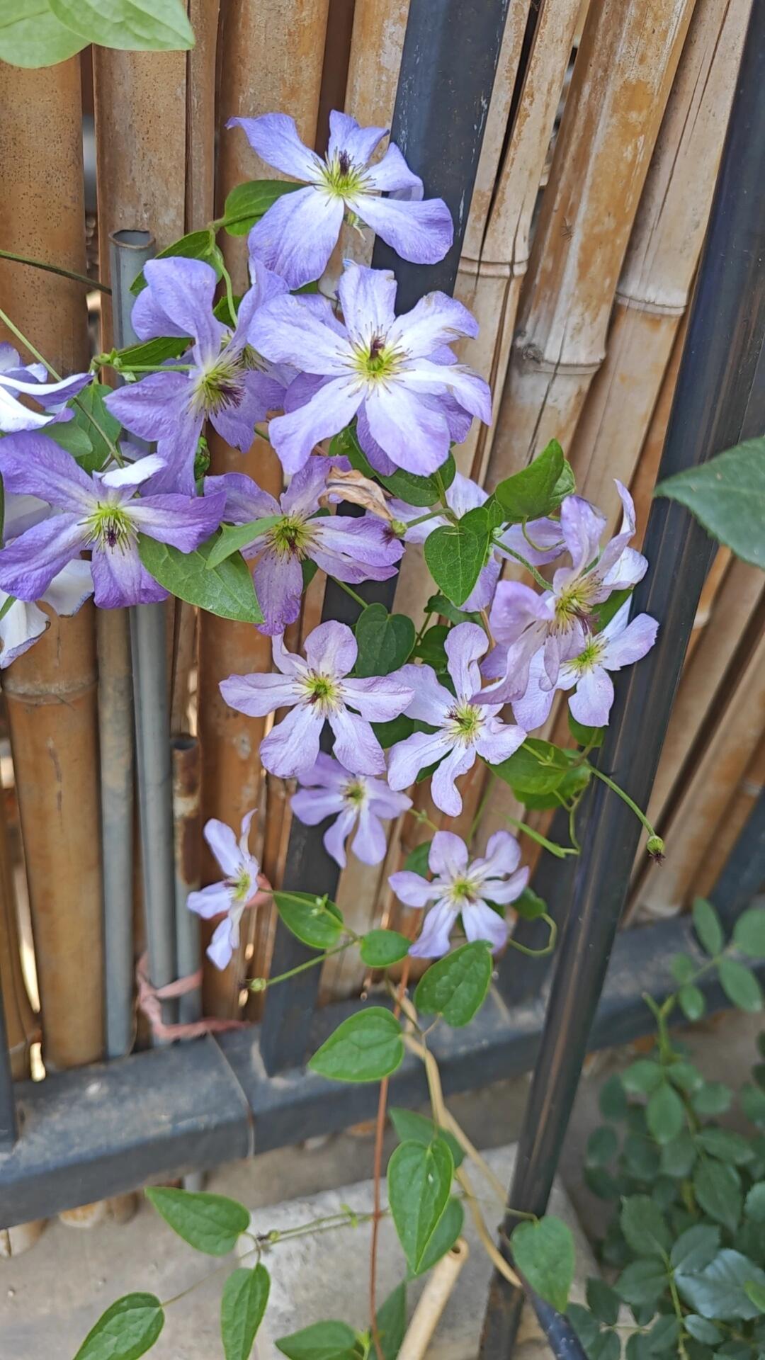 Clematis【Sea Breeze】- Live plant with flower buds｜海风｜Blue Clematis