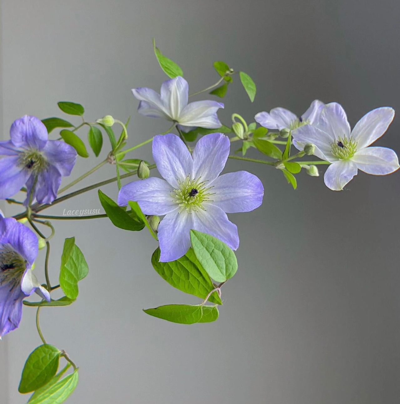 Clematis【Sea Breeze】- Live plant with flower buds｜海风｜Blue Clematis