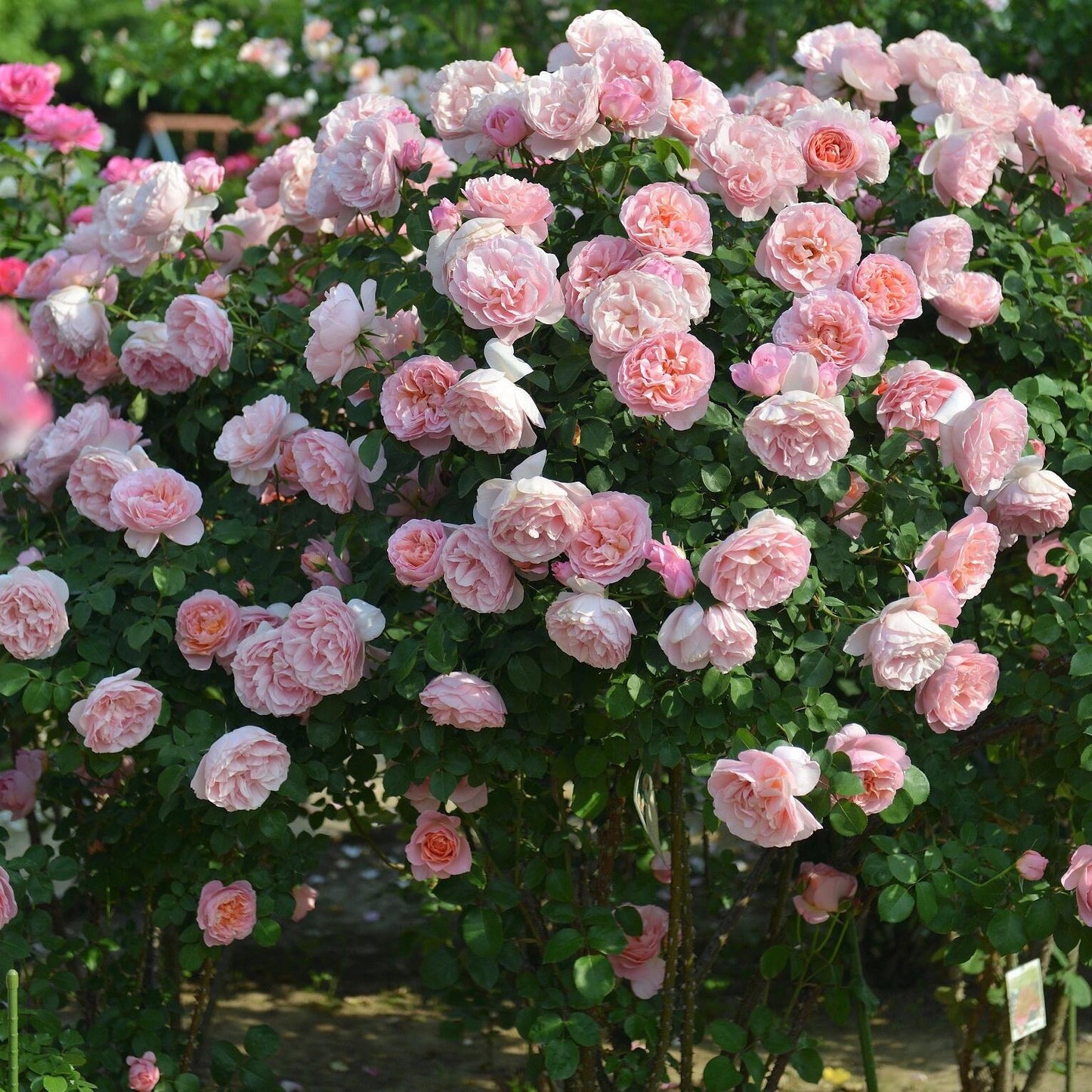 Rose【Dames de Chenonceau| Delpabra】- 舍农索城堡的女人| Floribunda Rose| Redolent| Gradient | Vining Rosa| Everbloomer