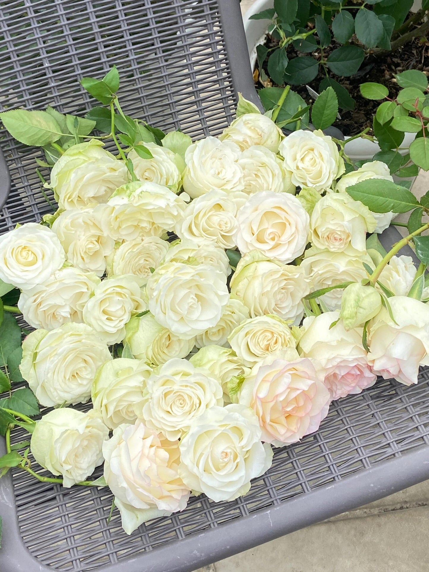 Rose【White Jumilia】- 1.5 Gal OwnRoot Live Plant｜白艾莎｜Sport varieties of the Jumilia rose｜Perfect New variety