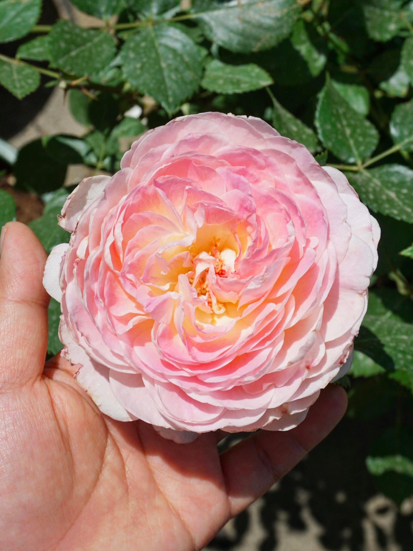 Rose【Malines｜マリーヌ】- 1.5 OwnRoot LivePlant｜梅克林花边｜河本纯子 2018｜