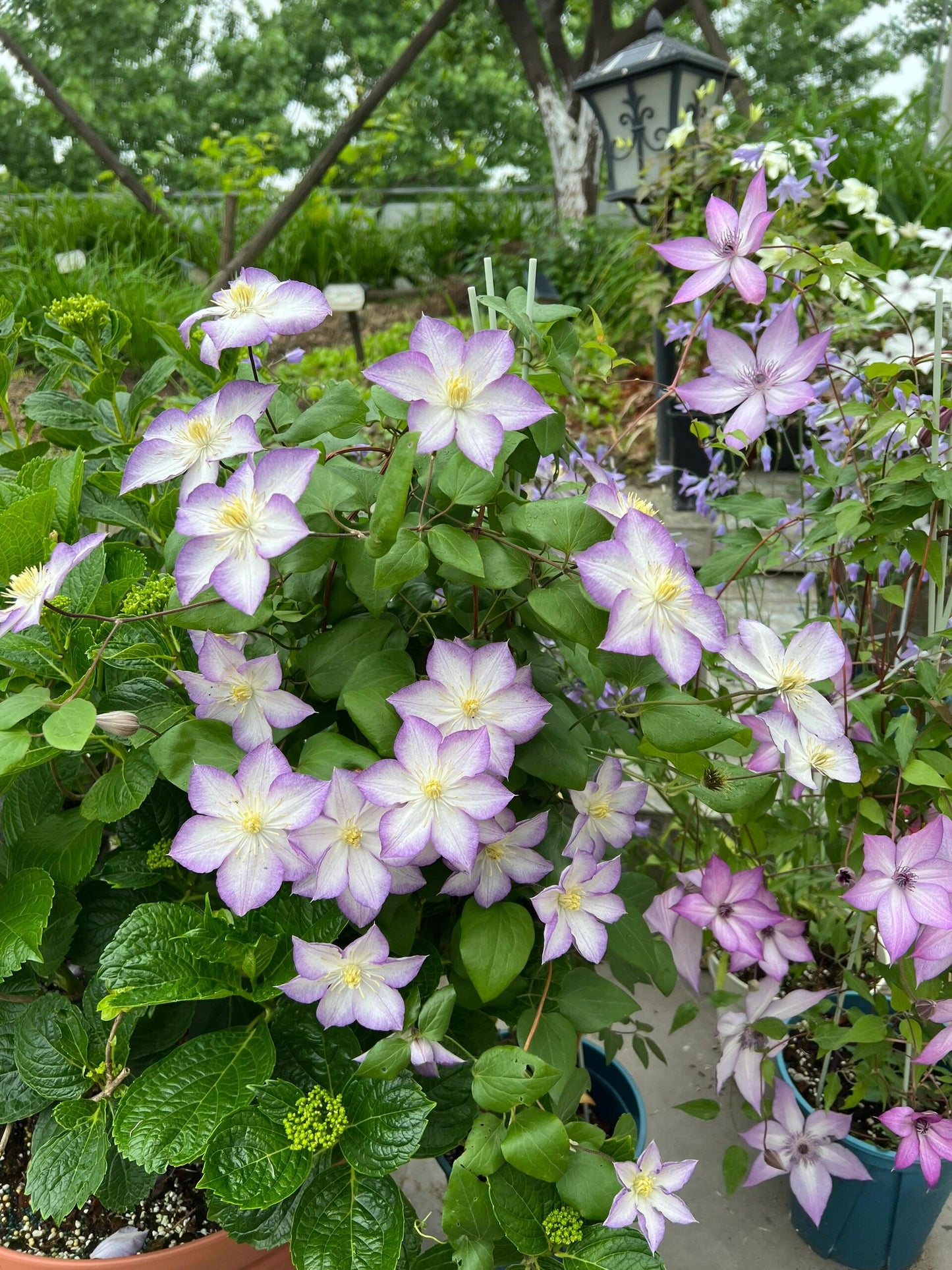 Clematis【Lucky Charm】- 9P Liveplant｜Large Bloom｜