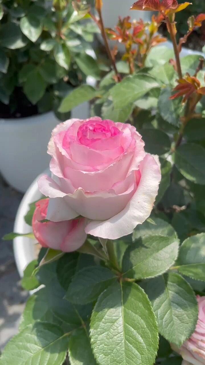 Rose【Bella Vita】- 1.5 Gal OwnRoot LivePlant｜贝拉维塔｜Popular Cutting Rosa｜Large Bloom｜Rich Scent