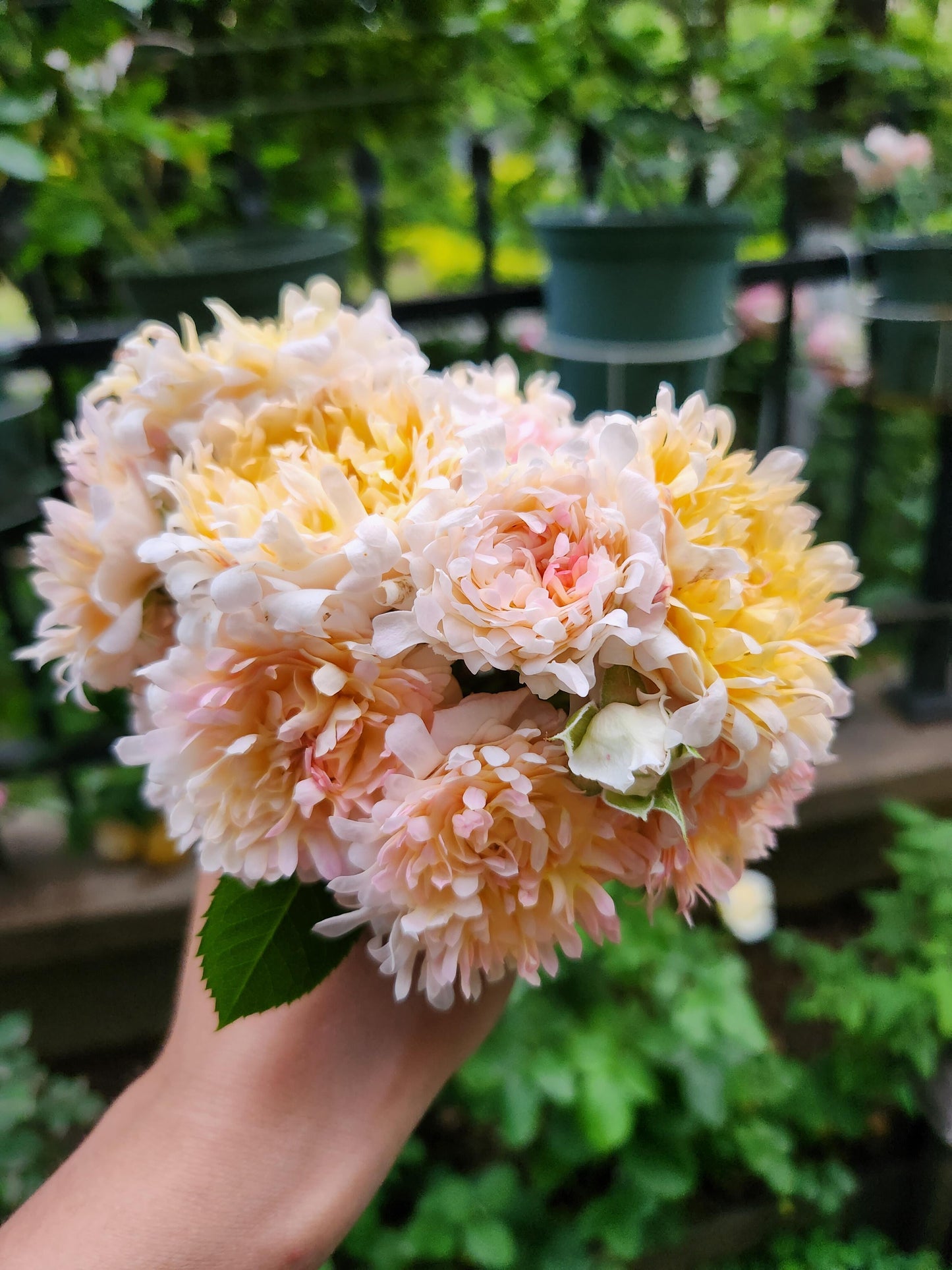 Rare Rose【Peach Anemone】- 1 Gal OwnRoot LivePlant｜桃子海葵｜New Variety｜Sawtooth Edge｜Rich Color