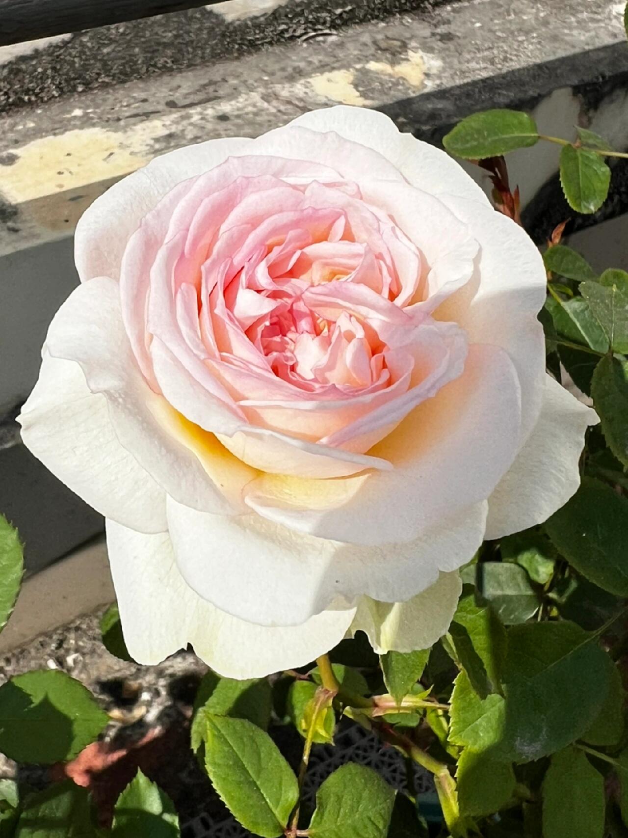 Rose【Avekutowa｜アヴェークトワ】- 1 Gal Live Plant｜与你同在｜New Variety 2020｜Colorful Blooms