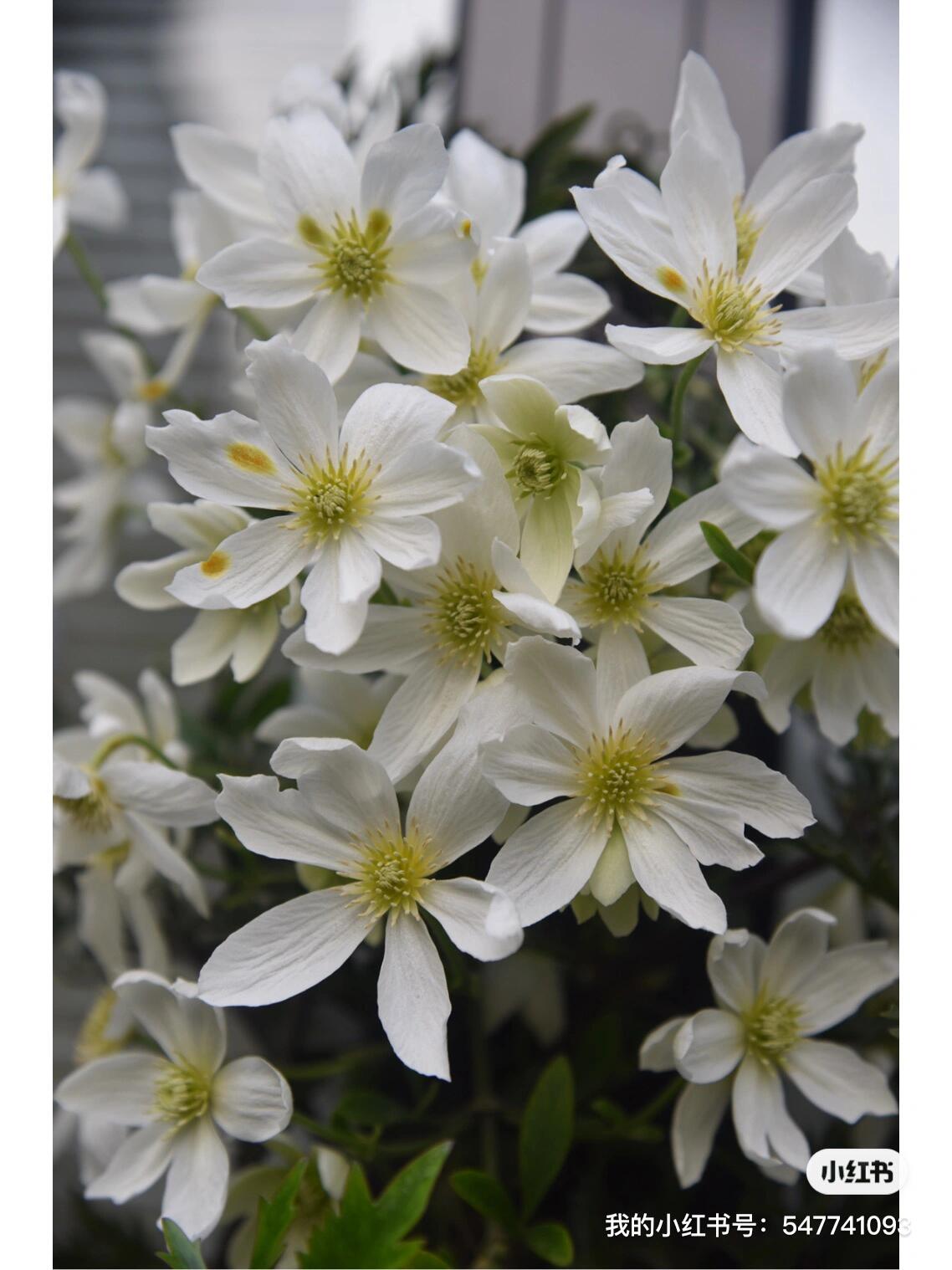 Clematis【Avalanche】-LivePlant｜雪崩｜Popular White Clematis