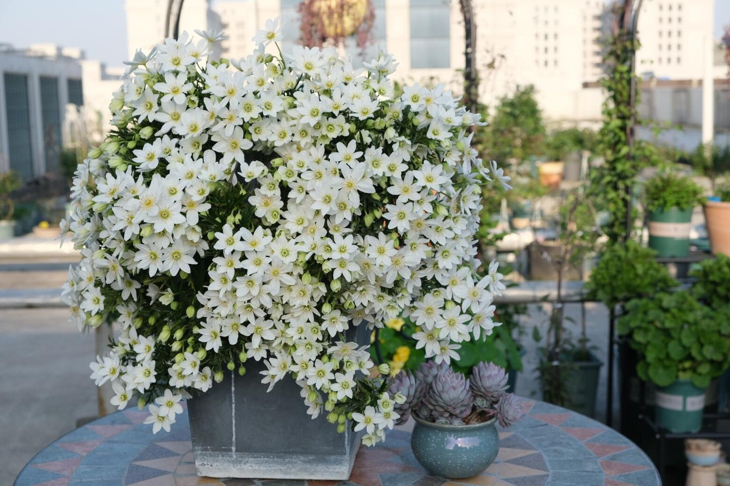 Clematis【Joe】- Liveplant｜银币｜Popular Floral waterfall