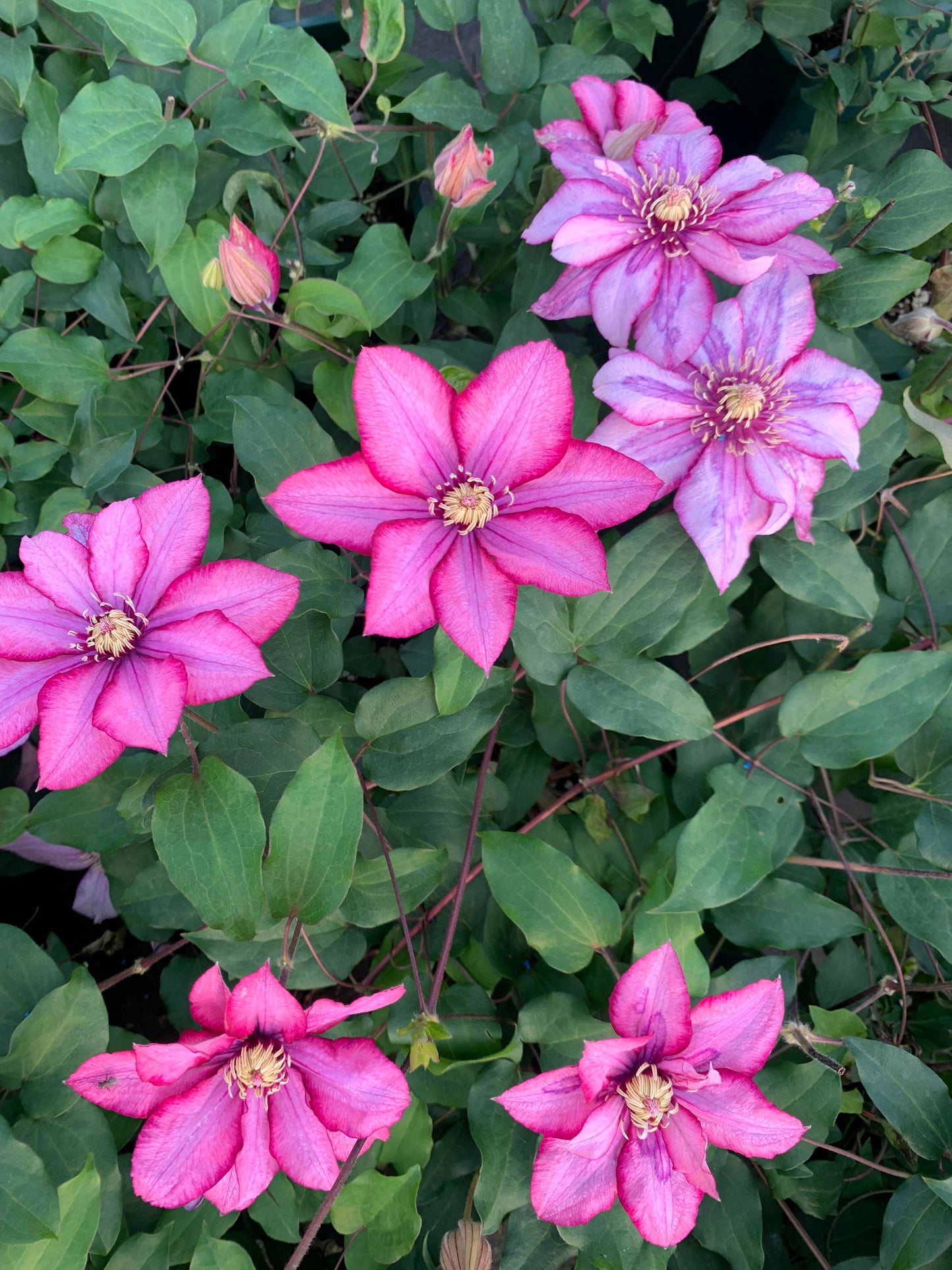 Rare Rare Clematis【Paradiso】-LivePlan｜天堂｜帕拉迪索| Double-flowered| Cold Hardy| Perennial| Pollinator Friendly| Low Maintenance| Easy 2 Grow