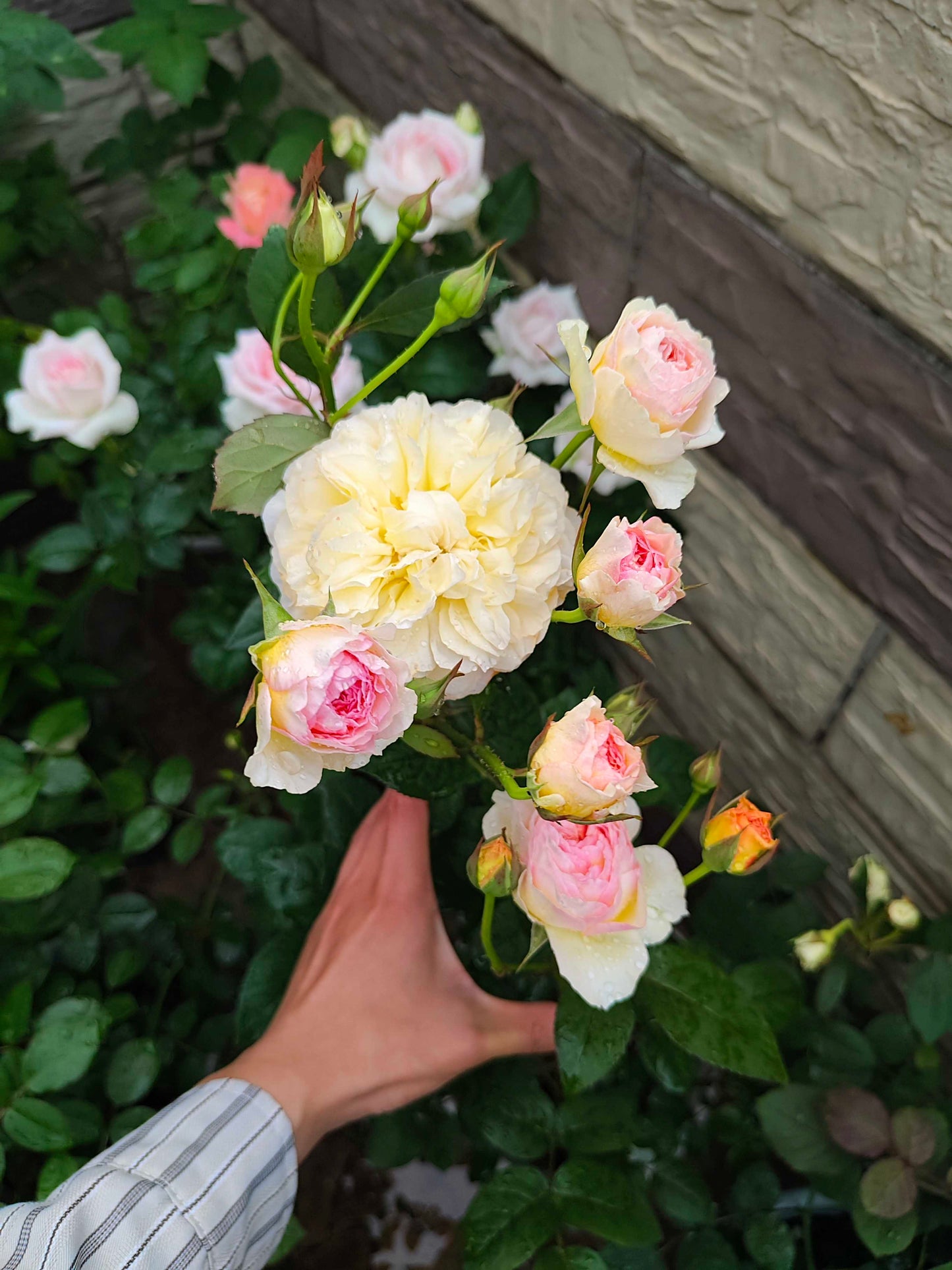 Rose【Kagelou| カゲロウ】- Japanese 2020 New varieties| 阳炎/蜉蝣| Fruity Fragrance| Discoloration| Ruffled bloom| Especially| Floribunda| Redolent|  HeatResistant