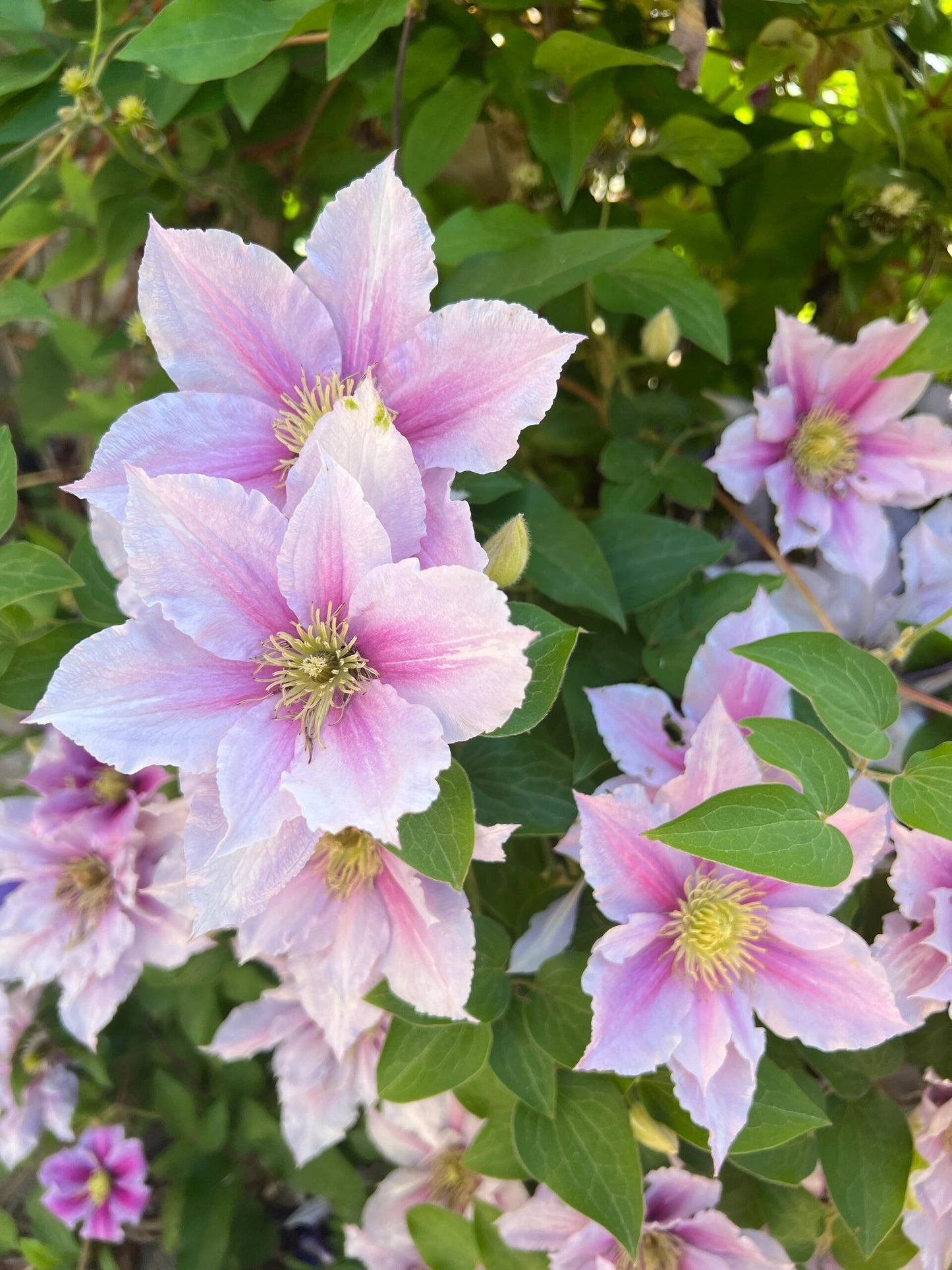 Clematis【Piilu｜小鸭】- 9P LivePlant｜