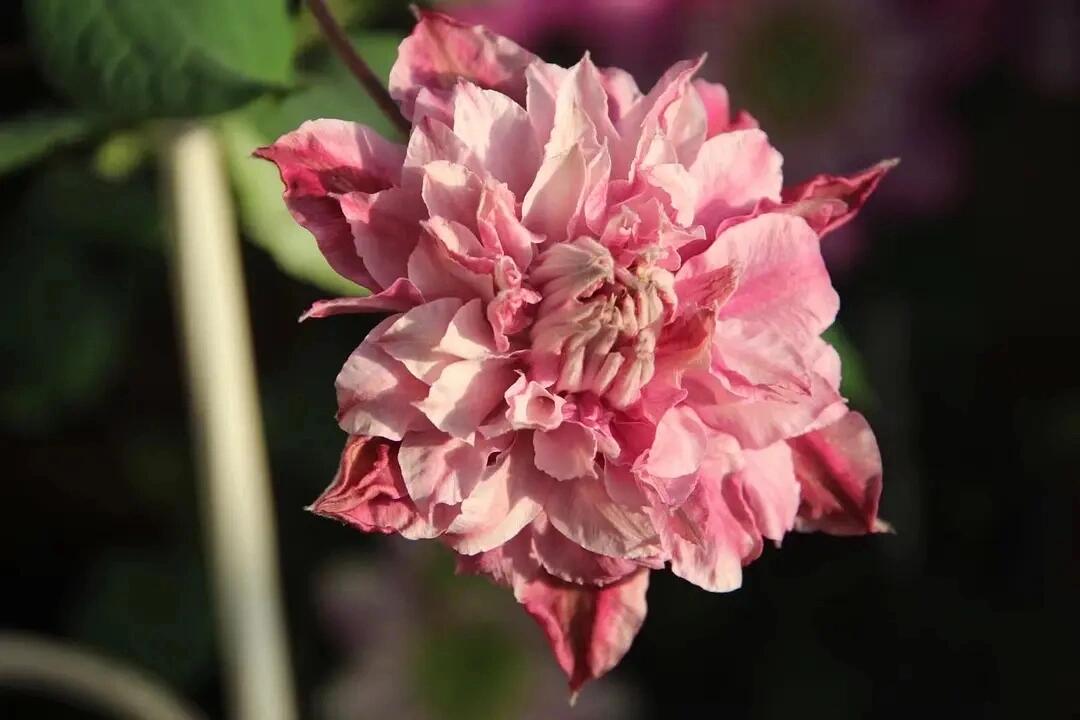 Clematis【Patricia Ann Fretwell】- LivePlant｜帕特丽夏｜Early Large-flowered Group｜