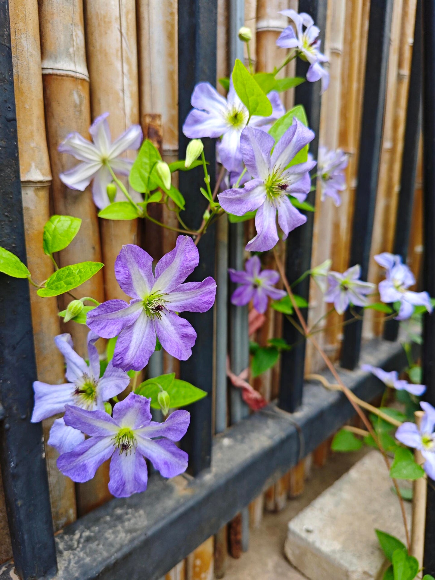 Clematis【Sea Breeze】- Live plant with flower buds｜海风｜Blue Clematis