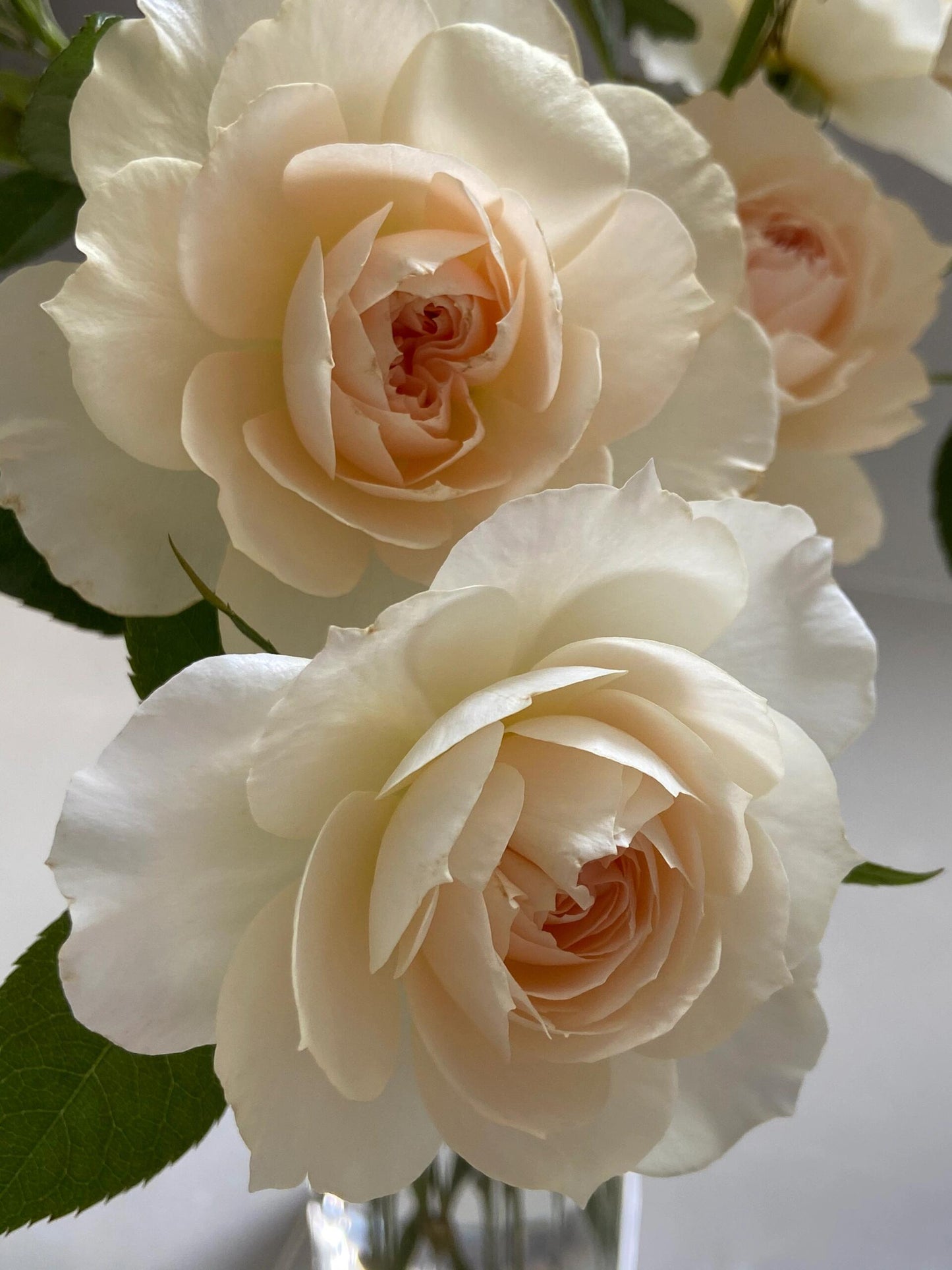 Rose【Royal Diva】- 1.5Gal OwnRoot LivePlant｜皇家迪瓦｜歌剧皇后｜Fru Nerby｜Strong-scented blooms