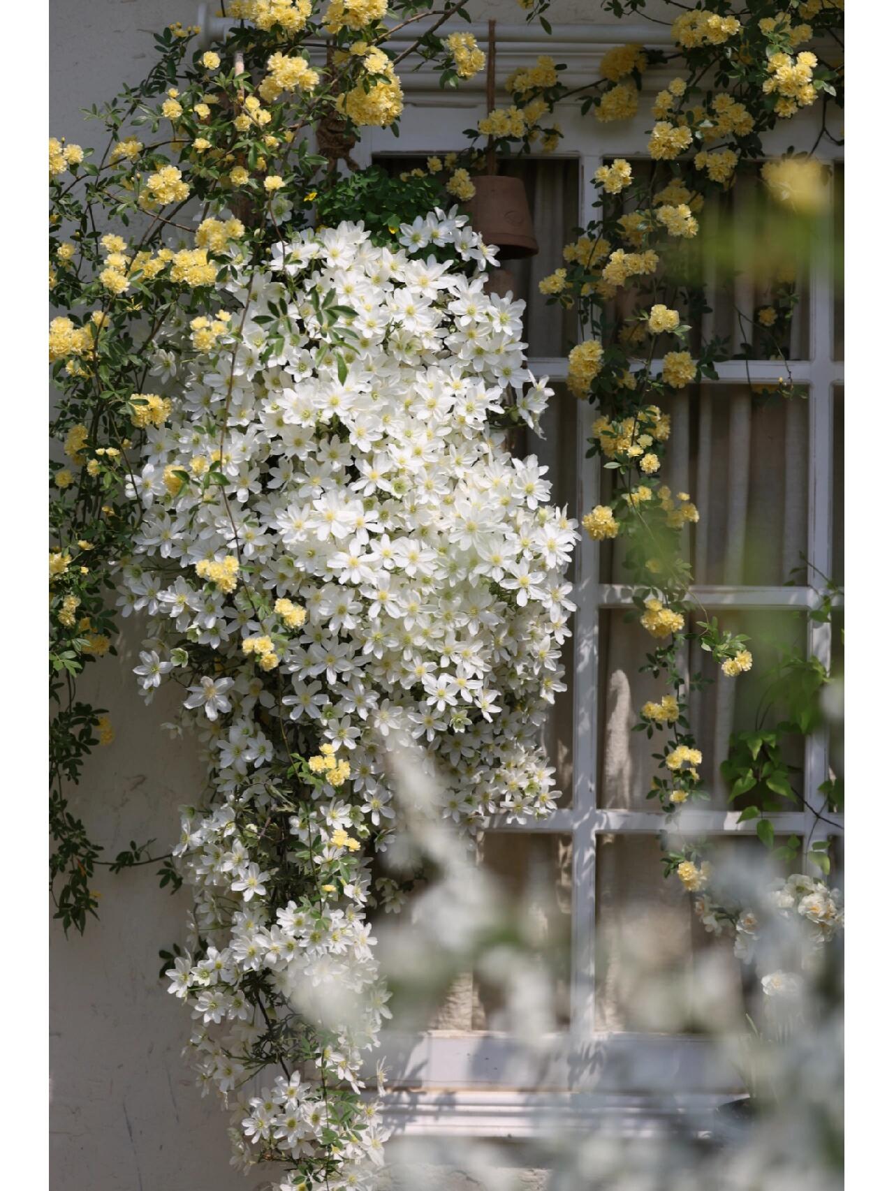 Clematis【Avalanche】-LivePlant｜雪崩｜Popular White Clematis