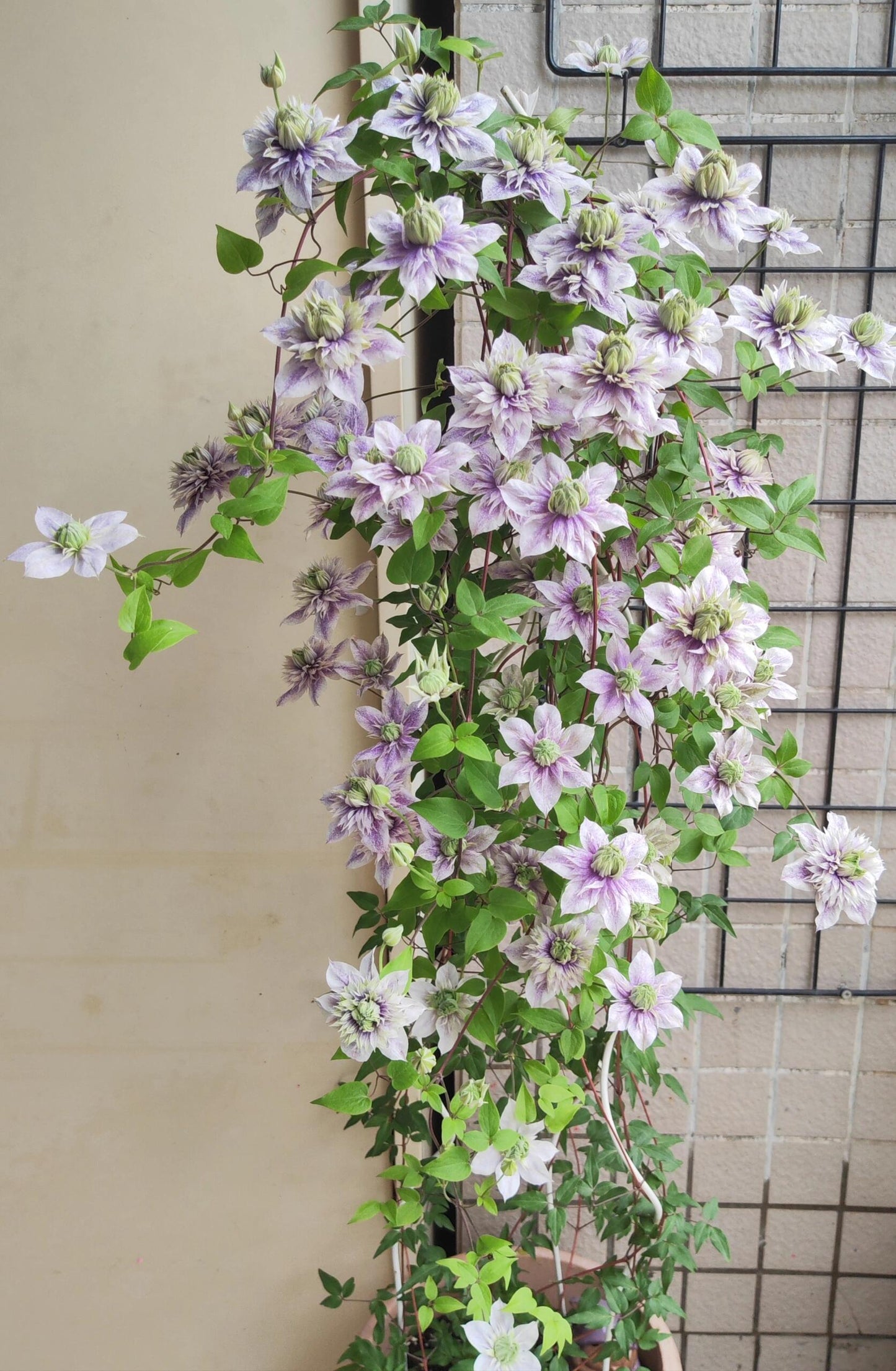 Clematis【 Minamonoyousei | みなもようせい| 水面の妖精】- 10P LivePlant| Japanese Clematis | Double-flowered| Cold Hardy| Koi| 水面妖精