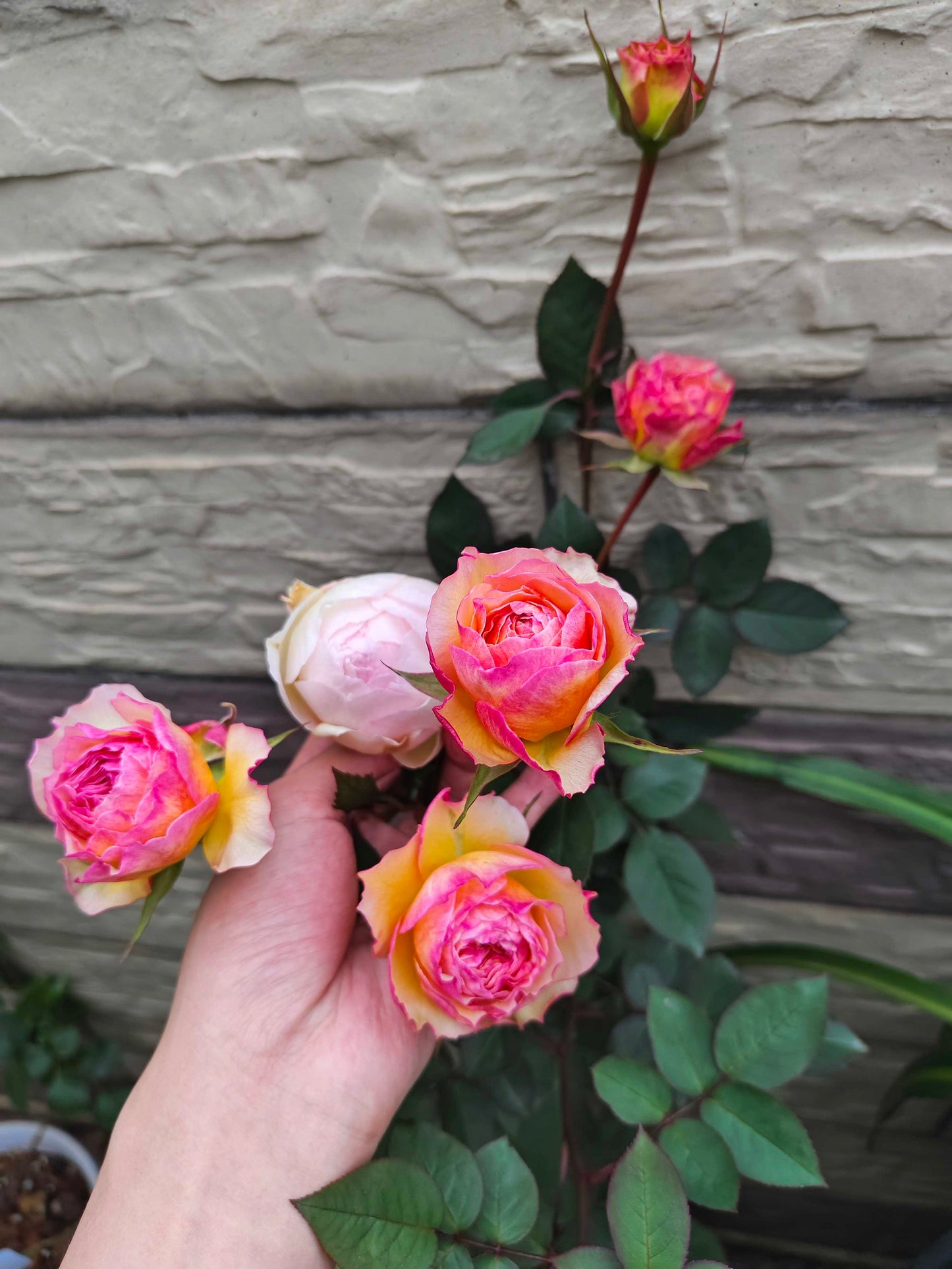 Rose【Kagelou| カゲロウ】- Japanese 2020 New varieties| 阳炎/蜉蝣| Fruity Fragrance| Discoloration| Ruffled bloom| Especially| Floribunda| Redolent|  HeatResistant