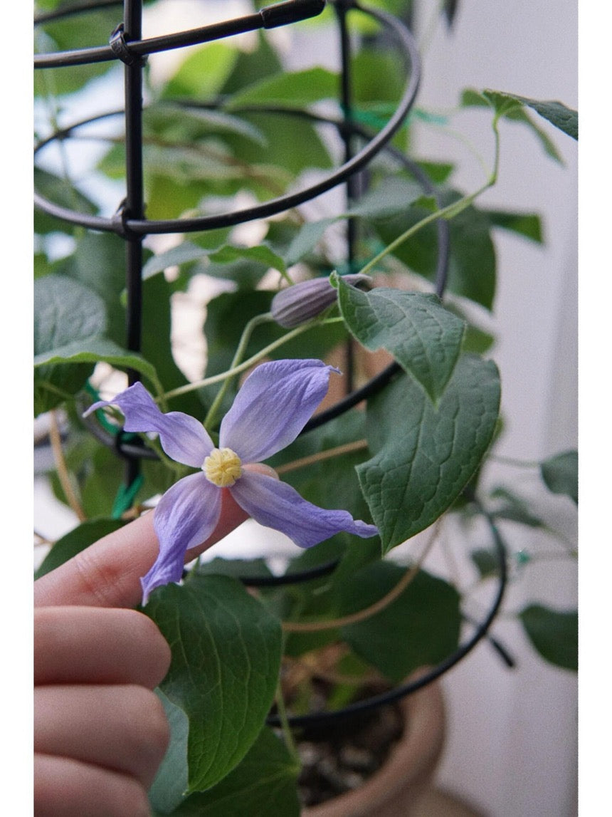 Clematis【Milky Way】-Live Plant｜银河系