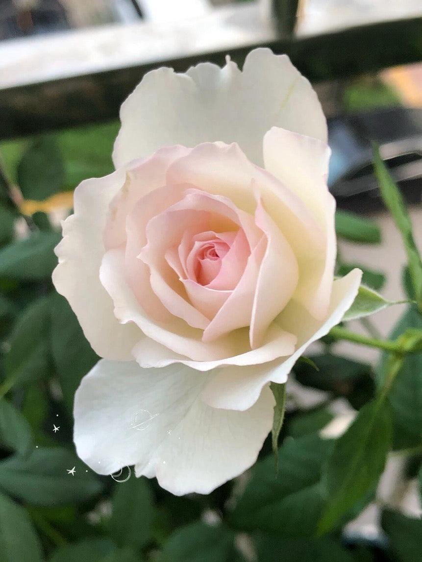 Rose【Shizuku｜しずく】-1.5Gal OwnRoot LivePlant｜心之水滴| Extended vase life| Long florescence | Prolific blooming| Floribunda Rose| Everbloomer