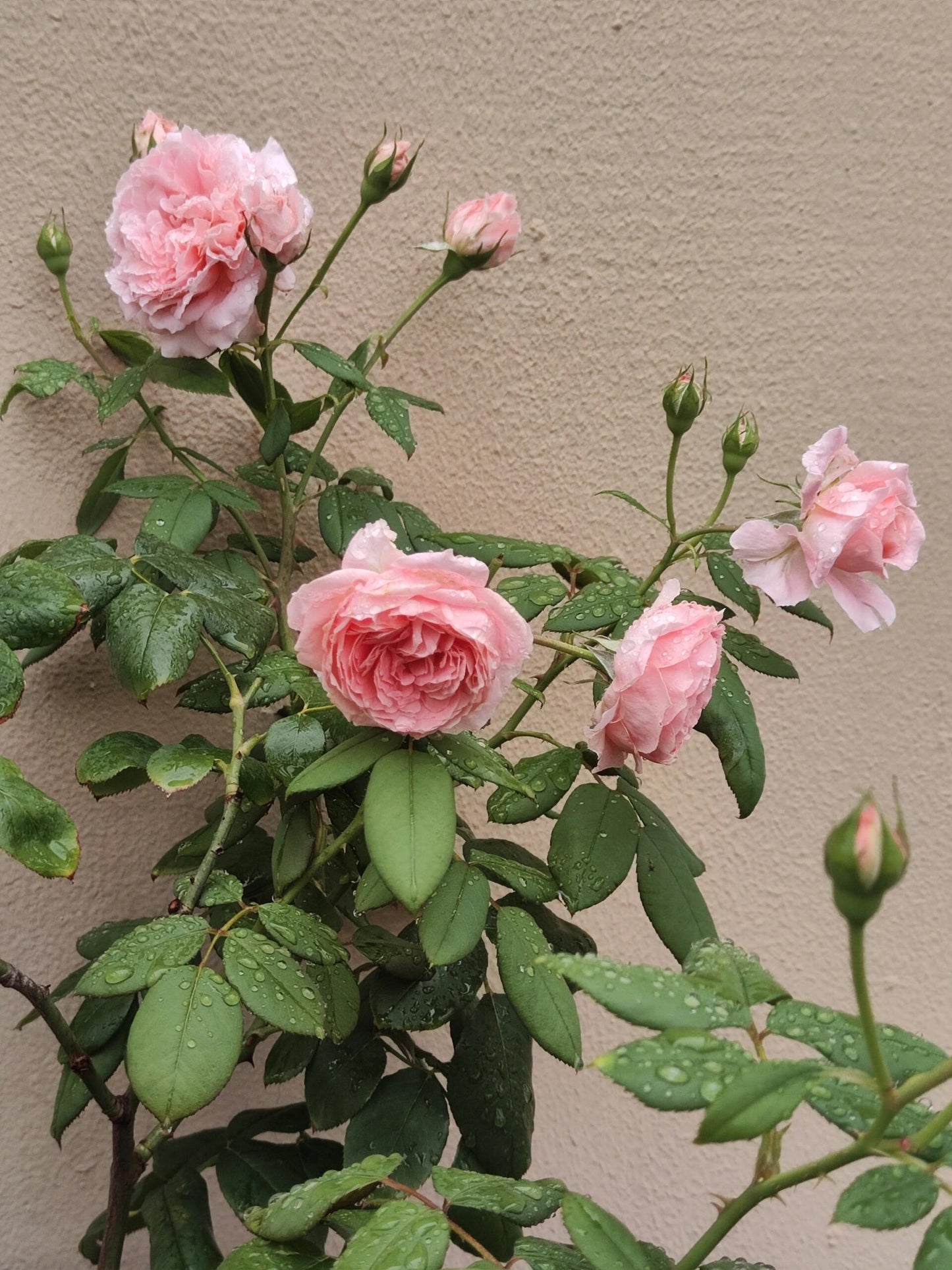 Rose【Anne-Sophie Pic】-1.5 Gal OwnRoot LivePlant｜安索菲比克｜Heat-Resistant