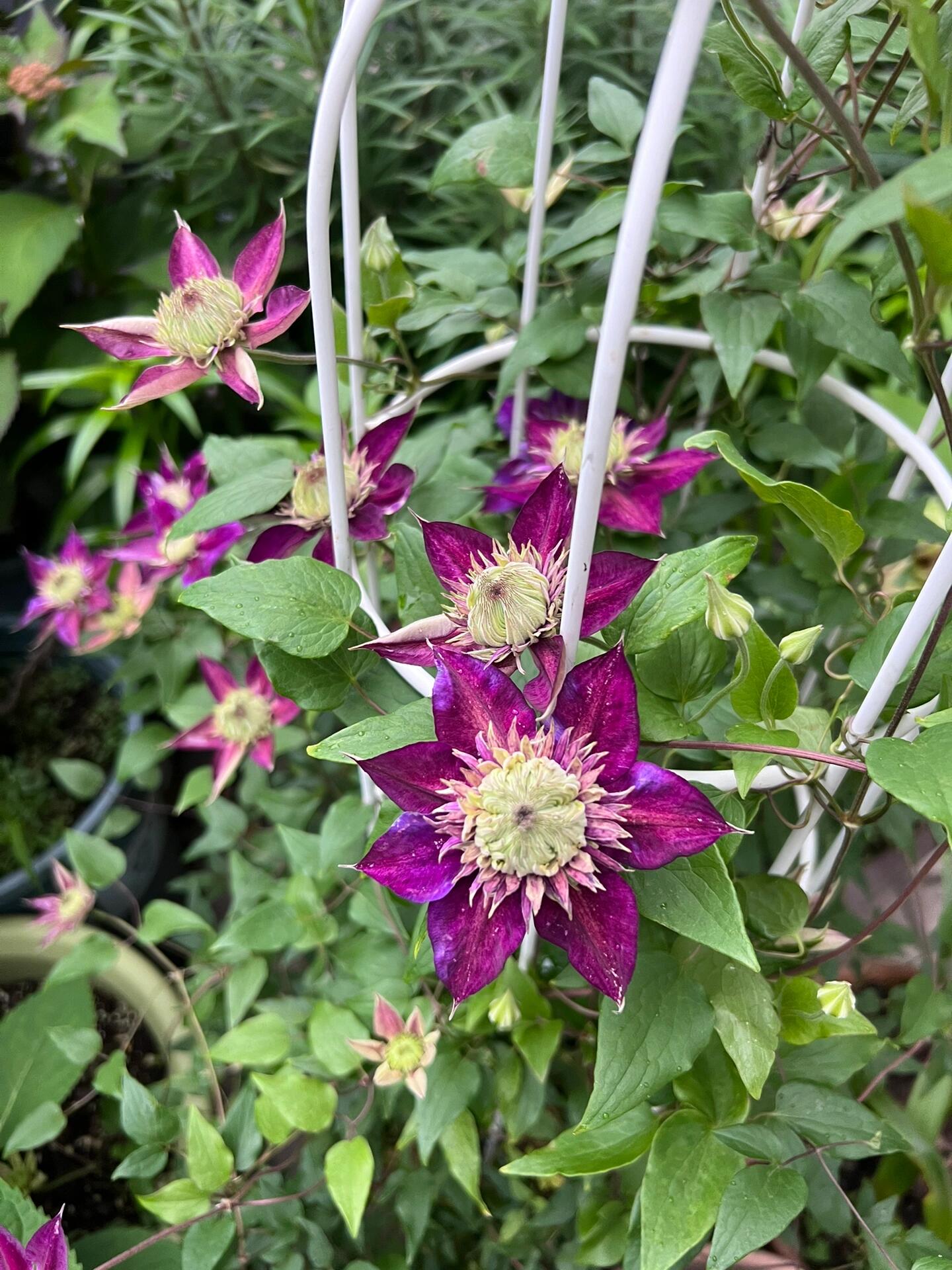 Clematis 【Shishimaru | ししまる】-10P 紫子丸| Heat Resistant| Good Winter Hardiness | Rarities  Japanese Collection|