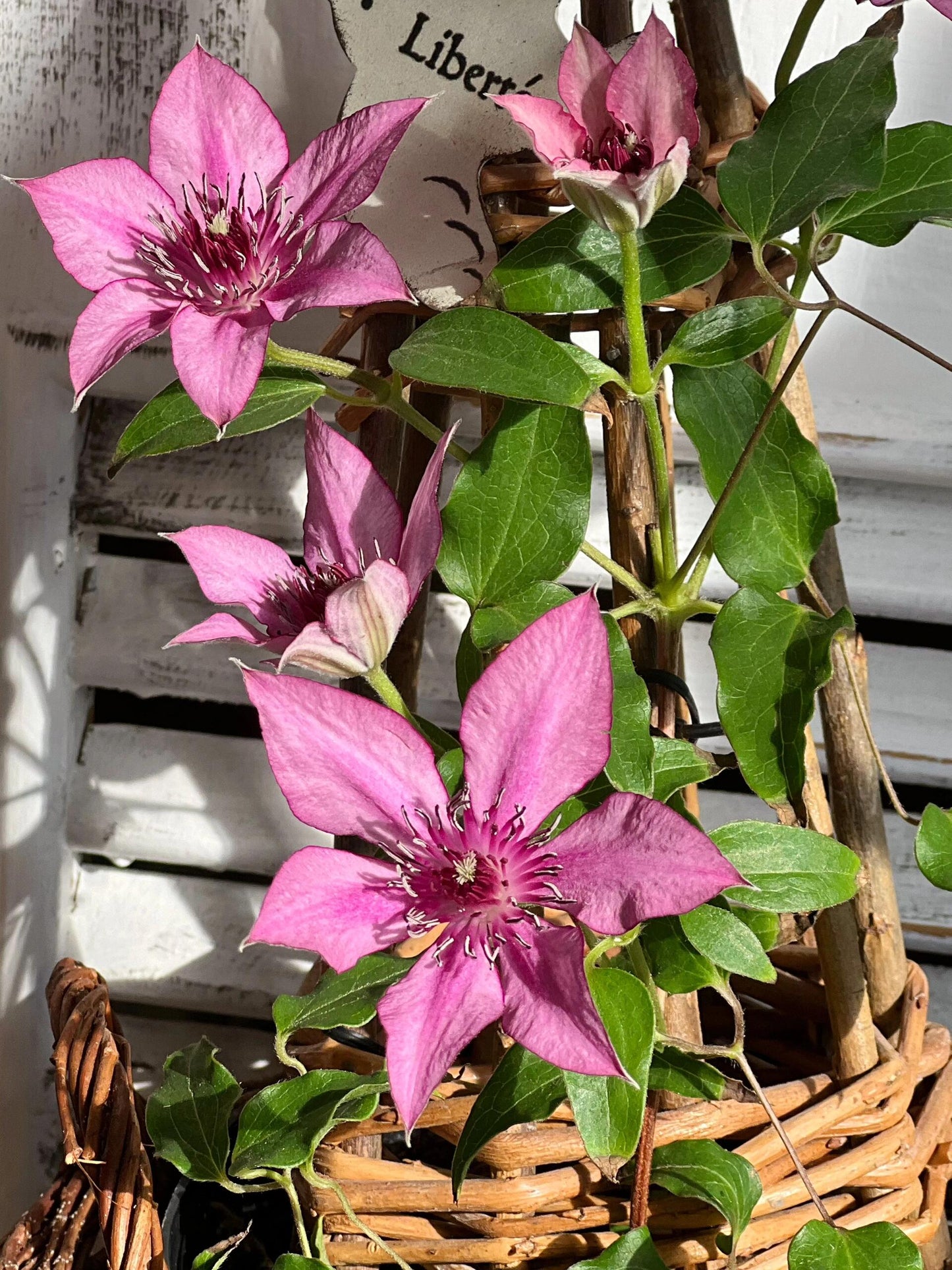 Clematis【Giselle】- LivePlant｜吉赛尔｜Large Flower｜Vintage Pink| Cold Hardy| Exquisite| Flower Waterfall| Beginner-Friendly| Compact Patio| Vine