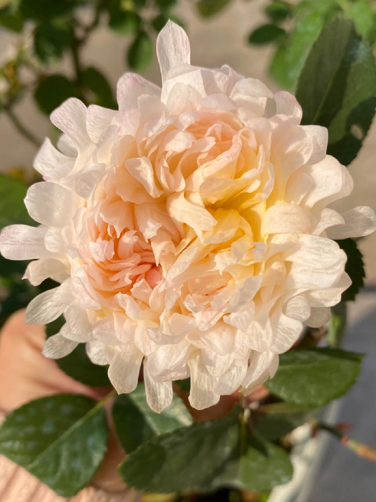 Rare Rose【Peach Anemone】- OwnRoot LivePlant｜桃子海葵｜New Variety｜Sawtooth Edge｜Rich Color