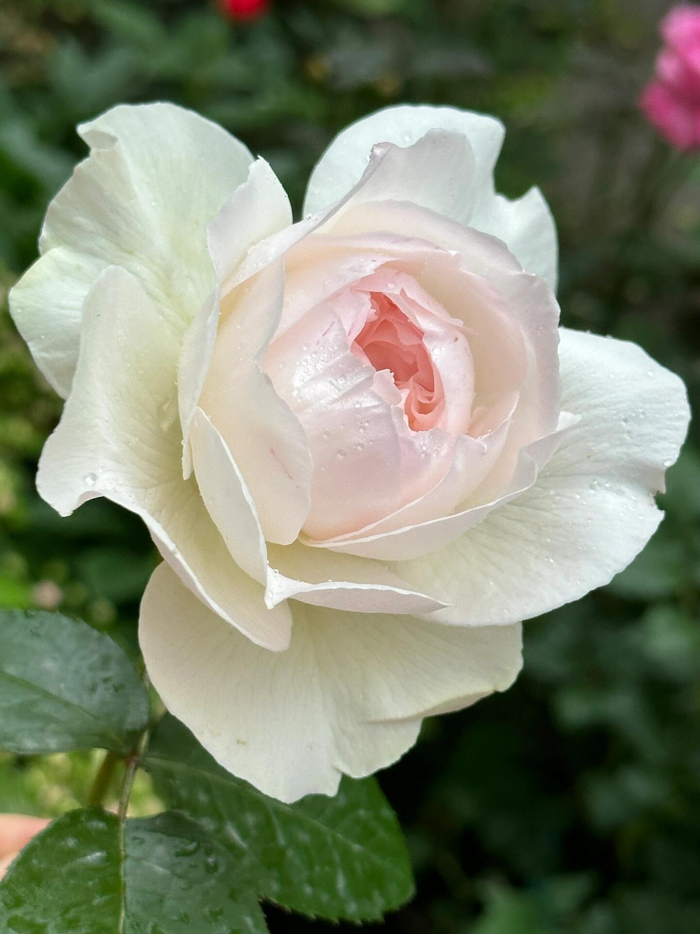 Rose【Shizuku｜しずく】-1.5Gal OwnRoot LivePlant｜心之水滴| Extended vase life| Long florescence | Prolific blooming| Floribunda Rose| Everbloomer