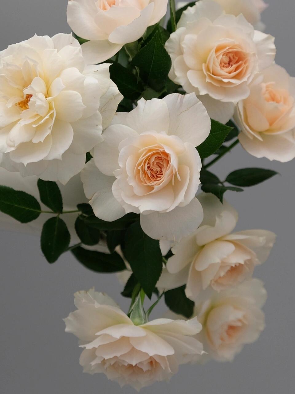 Rose【Royal Diva】- 1.5Gal OwnRoot LivePlant｜皇家迪瓦｜歌剧皇后｜Fru Nerby｜Strong-scented blooms