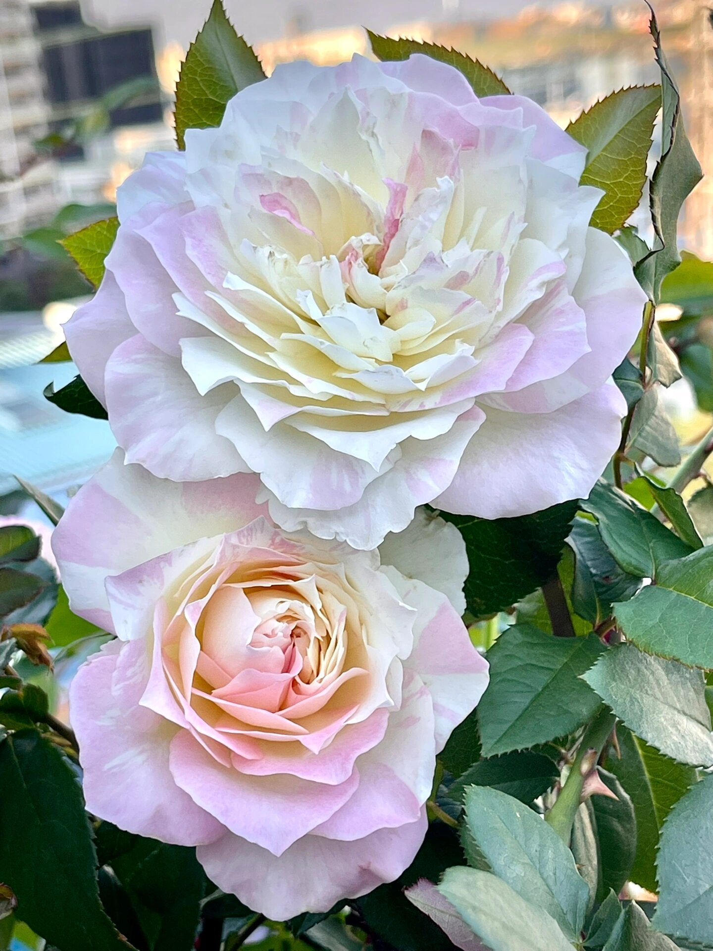Striped Rose【Mille-feuille｜ミルフィーユ】-3 Gal+ OwnRoot Bare Root｜法式千层酥｜ Junko Kawamoto｜ Exquisite| Easy to Grow | Variegated Color|
