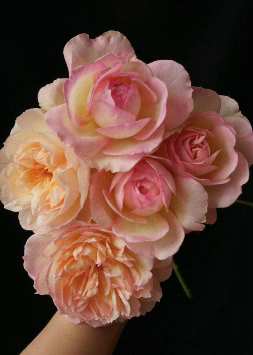 Rose【Avekutowa｜アヴェークトワ】- 1 Gal Live Plant｜与你同在｜New Variety 2020｜Colorful Blooms