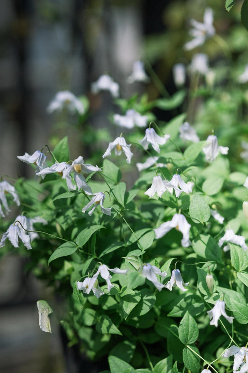 Clematis【Twinkle】- LivePlant｜Clematis Integrifolia 闪烁｜Cold hardy｜Cut Flower