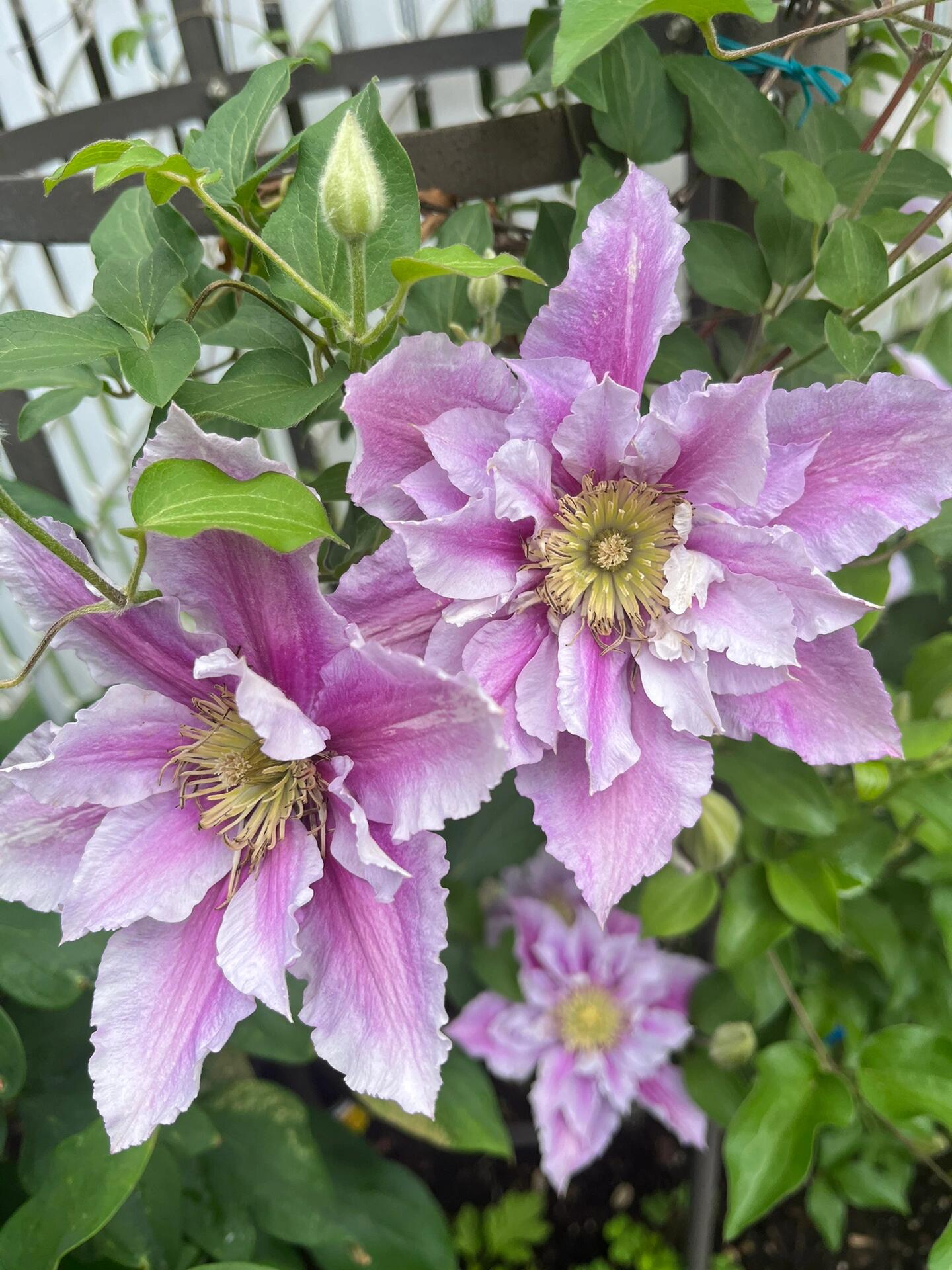 Clematis【Piilu｜小鸭】- 9P LivePlant｜