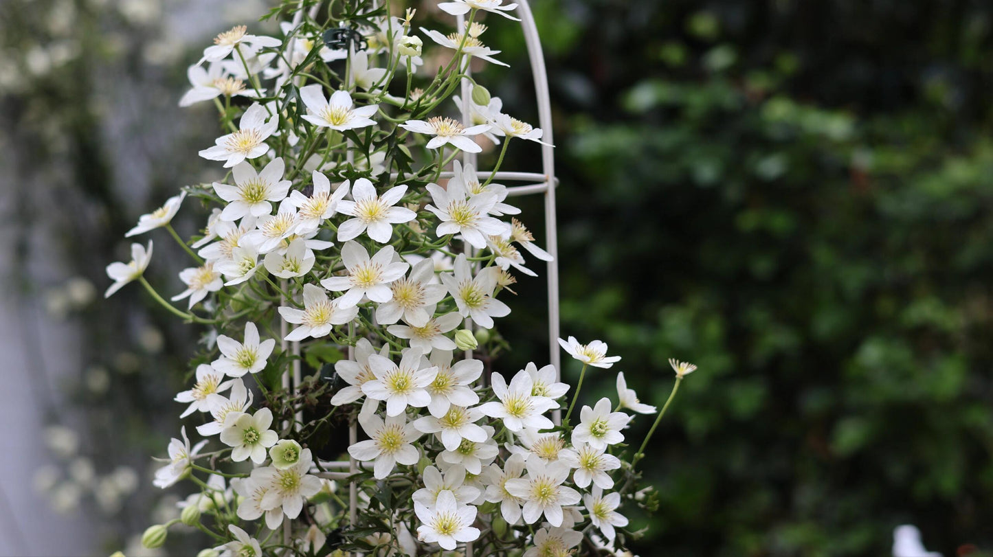 Clematis【Joe】- Liveplant｜银币｜Popular Floral waterfall